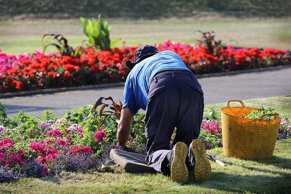 A gardener makes the most of a slightly cooler early morning to tend bedding plants in the formal beds during the heatwave