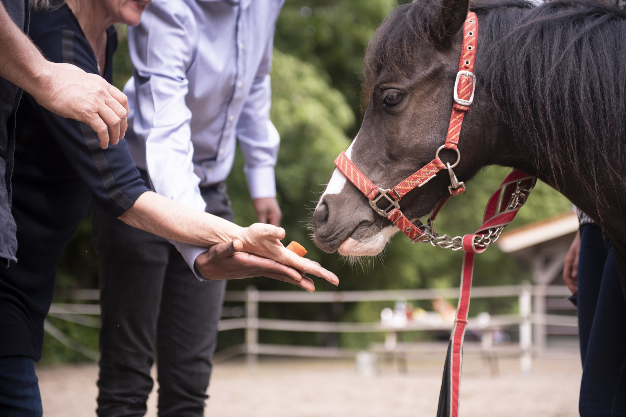 A horse sniffing a person's hand with food in it