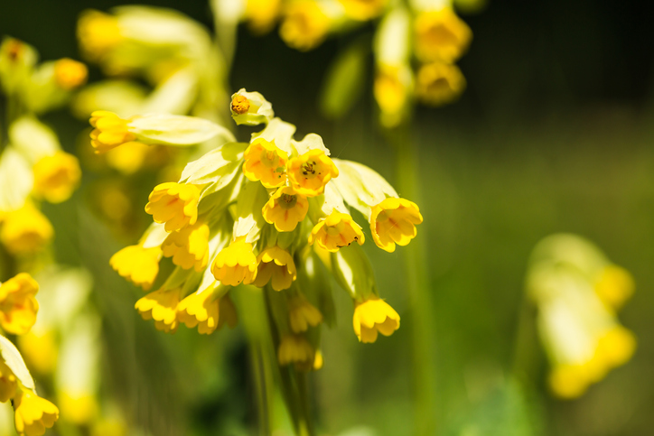 Blooming cowslip (Primula veris) in detail