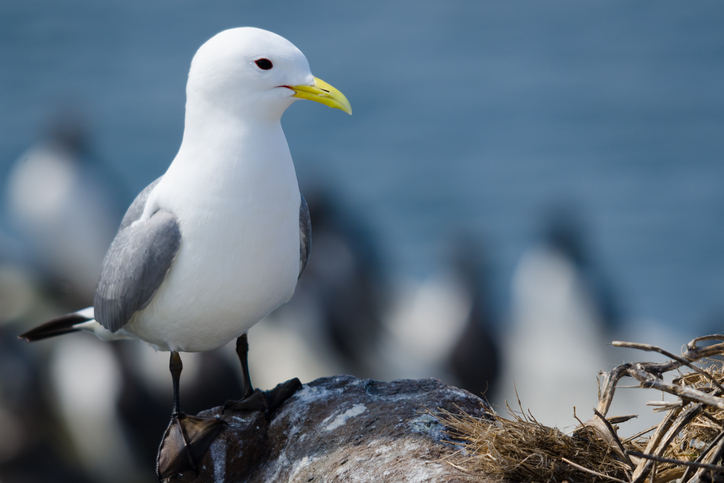 Bird on rock