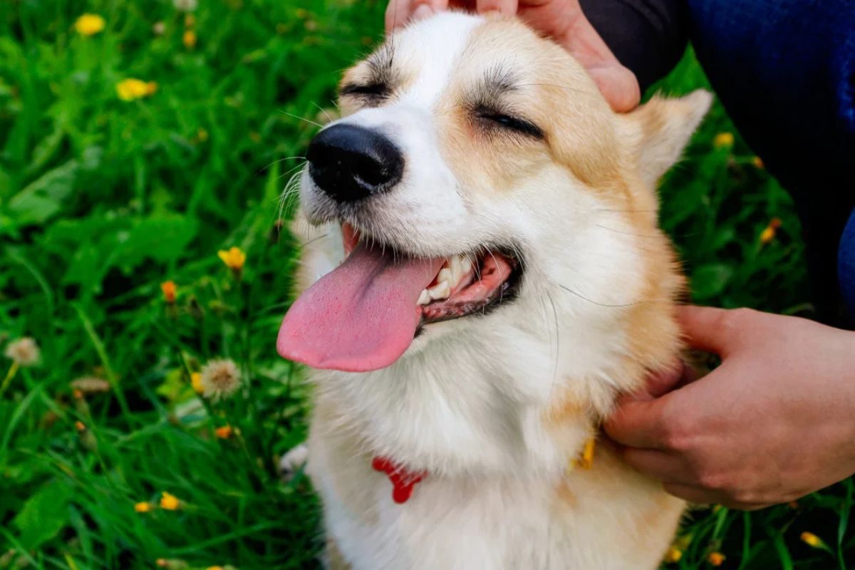 A dog enjoys a head scratch