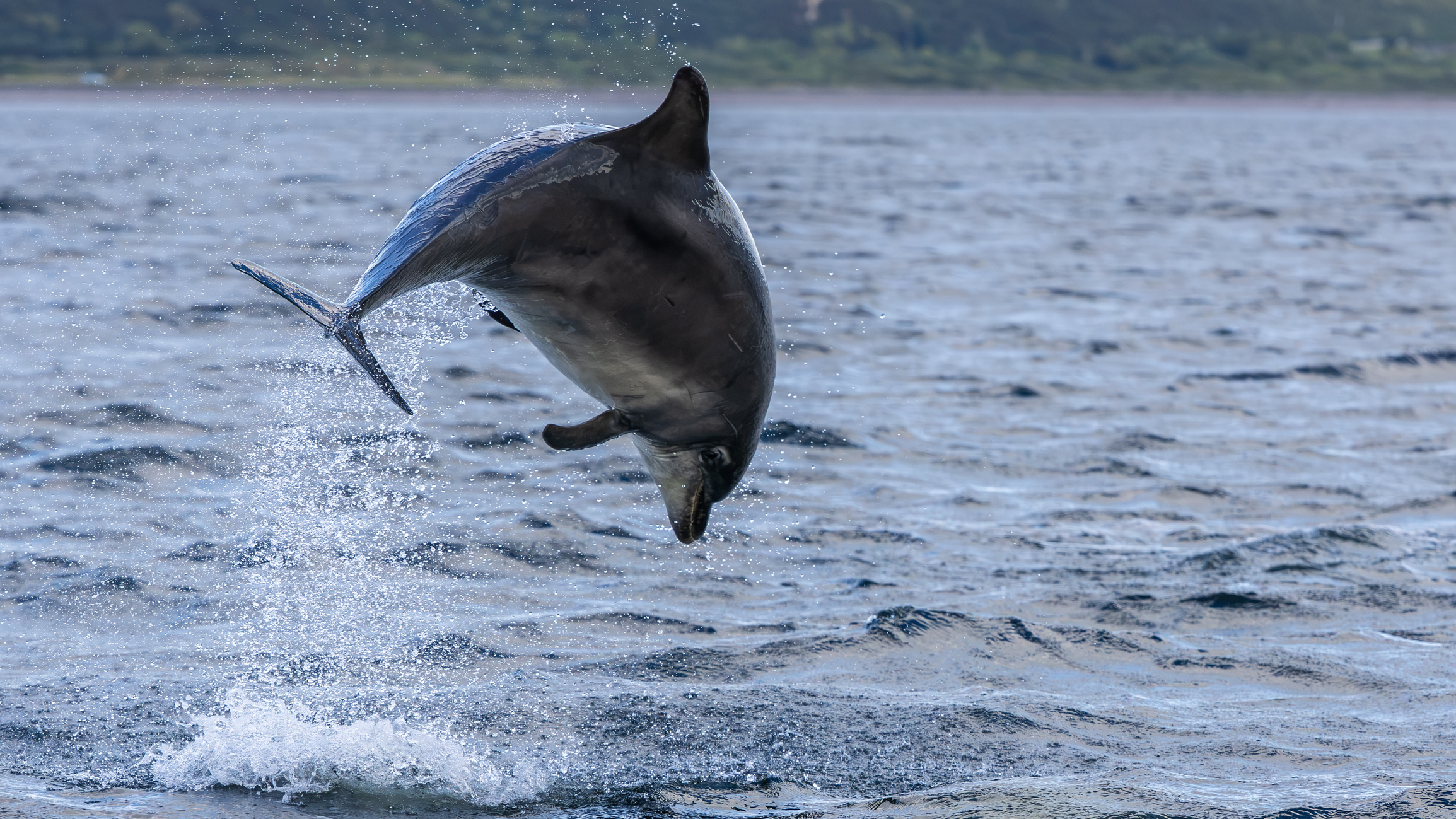 A dolphin leaping out of the water