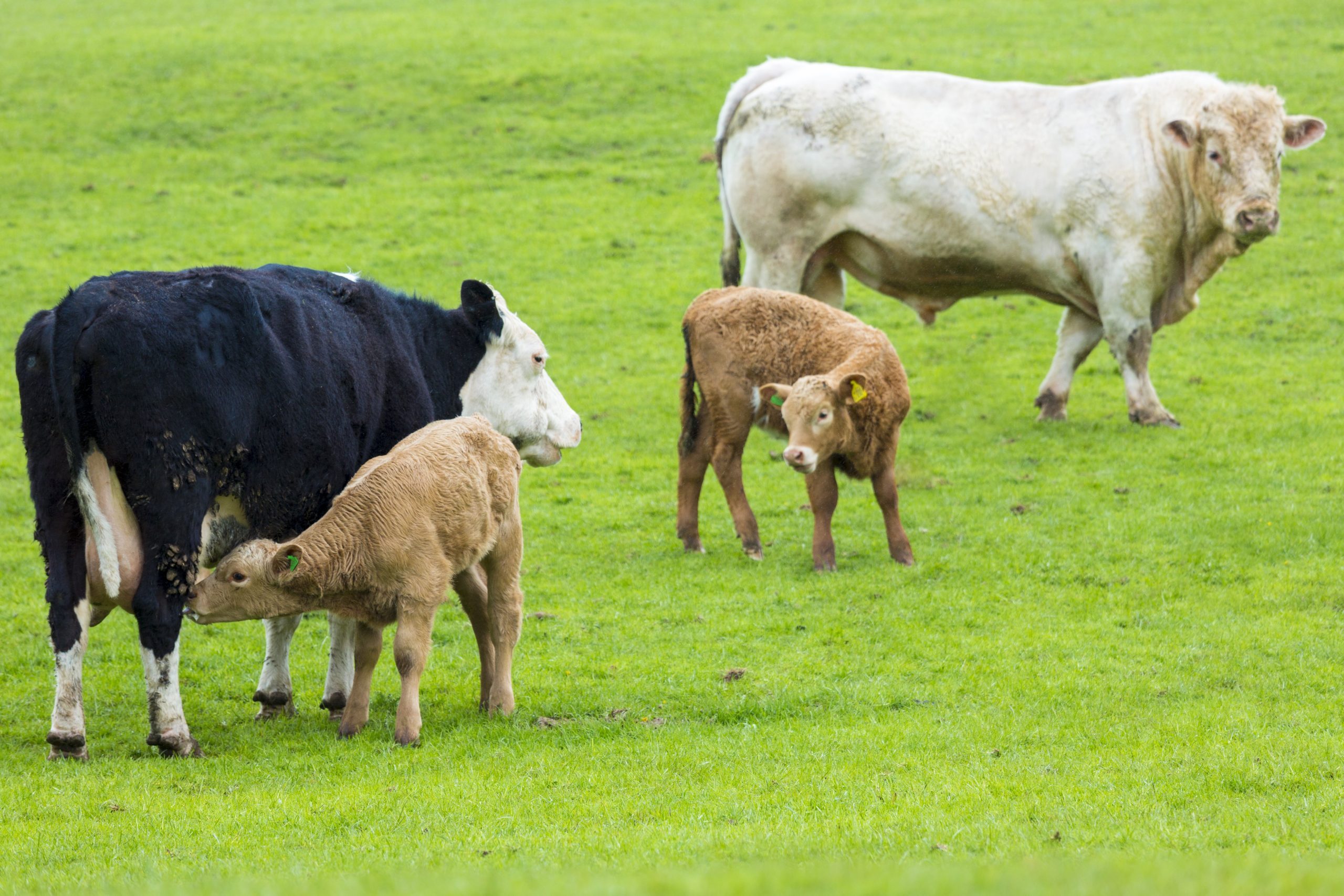 UNITED KINGDOM - MAY 12: Bull with cows and calves, Bos primigenius, grazing in a herd on moorland in Exmoor National Park, Somerset, United Kingdom (Photo by Tim Graham/Getty Images)