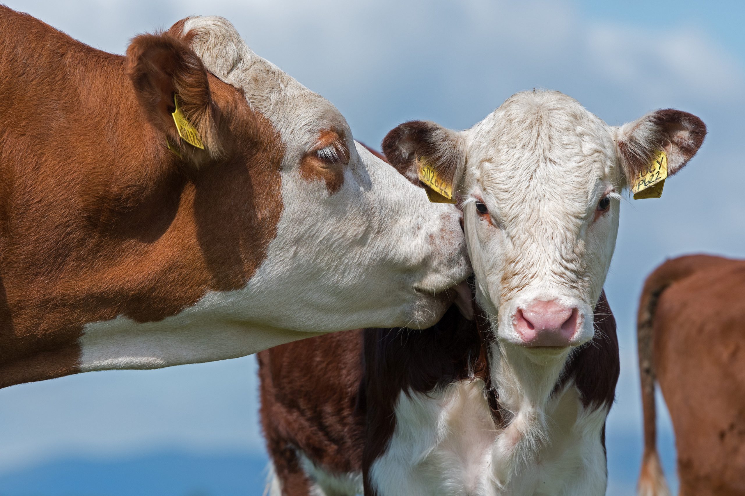 Hereford cow licking calf. Cumbria, UK. (Photo by: Farm Images/Universal Images Group via Getty Images)