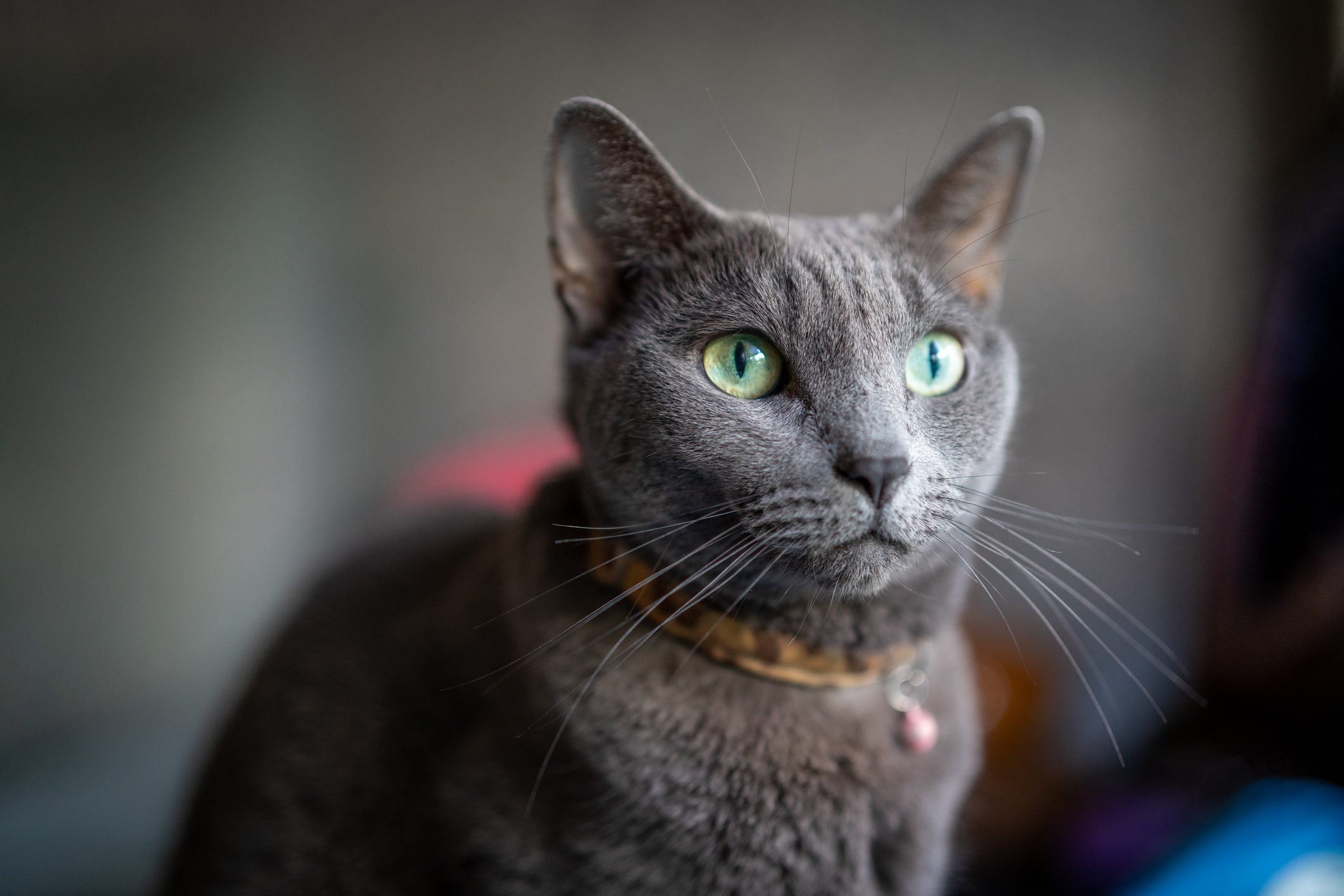 A portrait of a pet cat sitting staring forward on a sofa indoors.