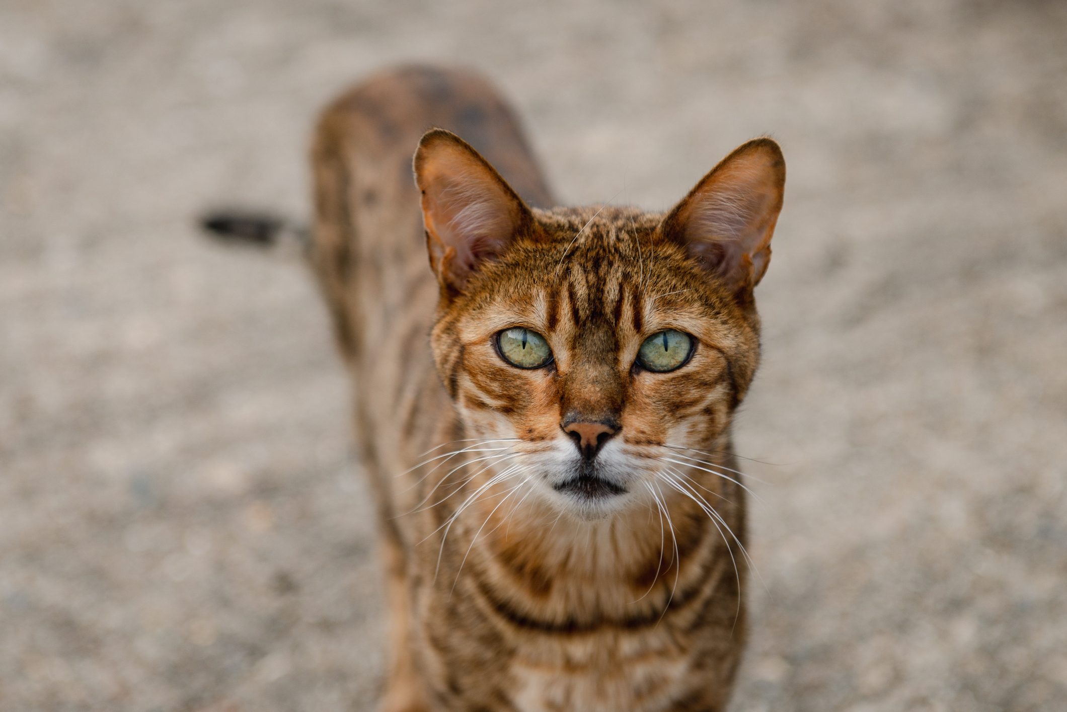 Close-Up Of Bengal Cat On Road