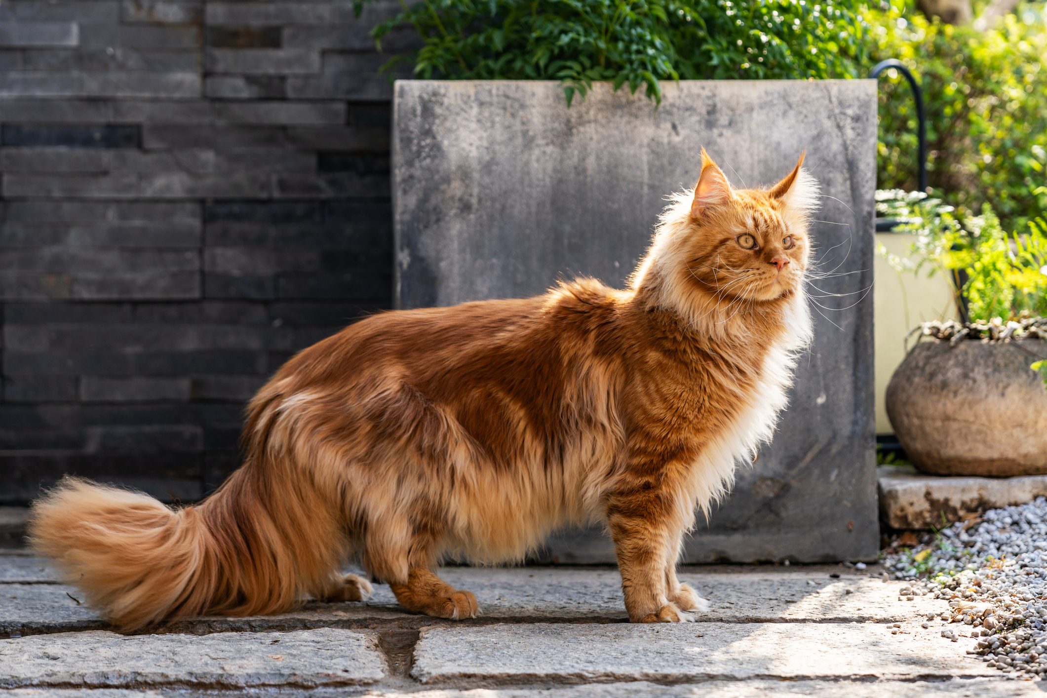 Gorgeous Maine Coon sitting on stone footpath,mesmerizing sun that illuminating fur of pet.