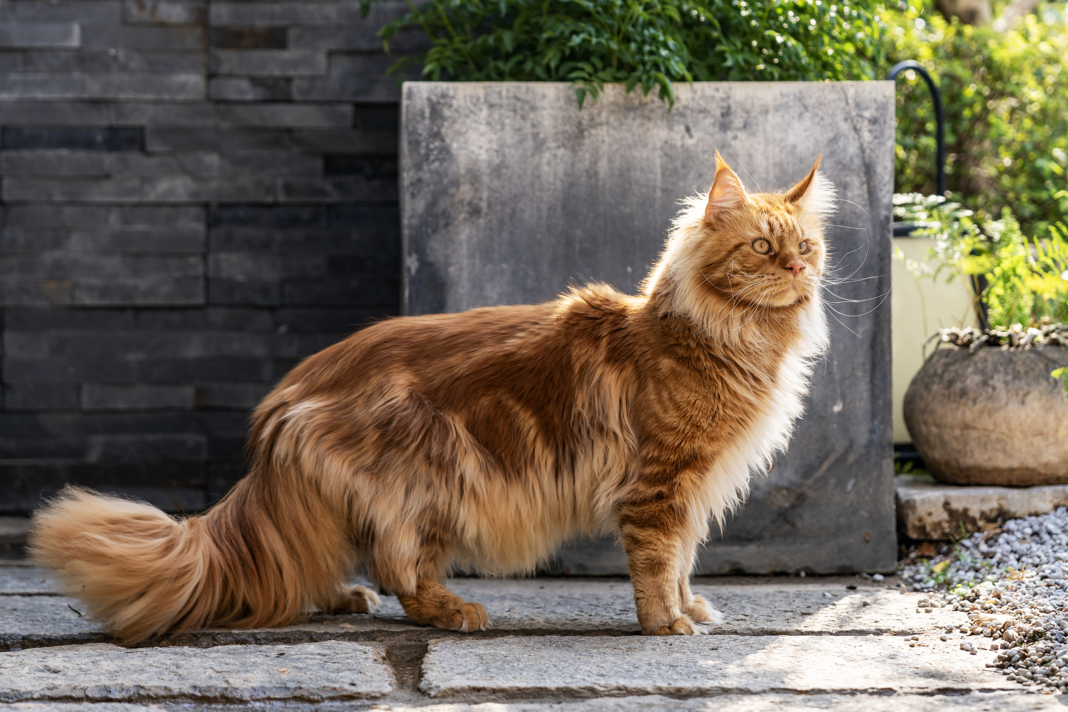 Gorgeous Maine Coon sitting on stone footpath,mesmerizing sun that illuminating fur of pet.