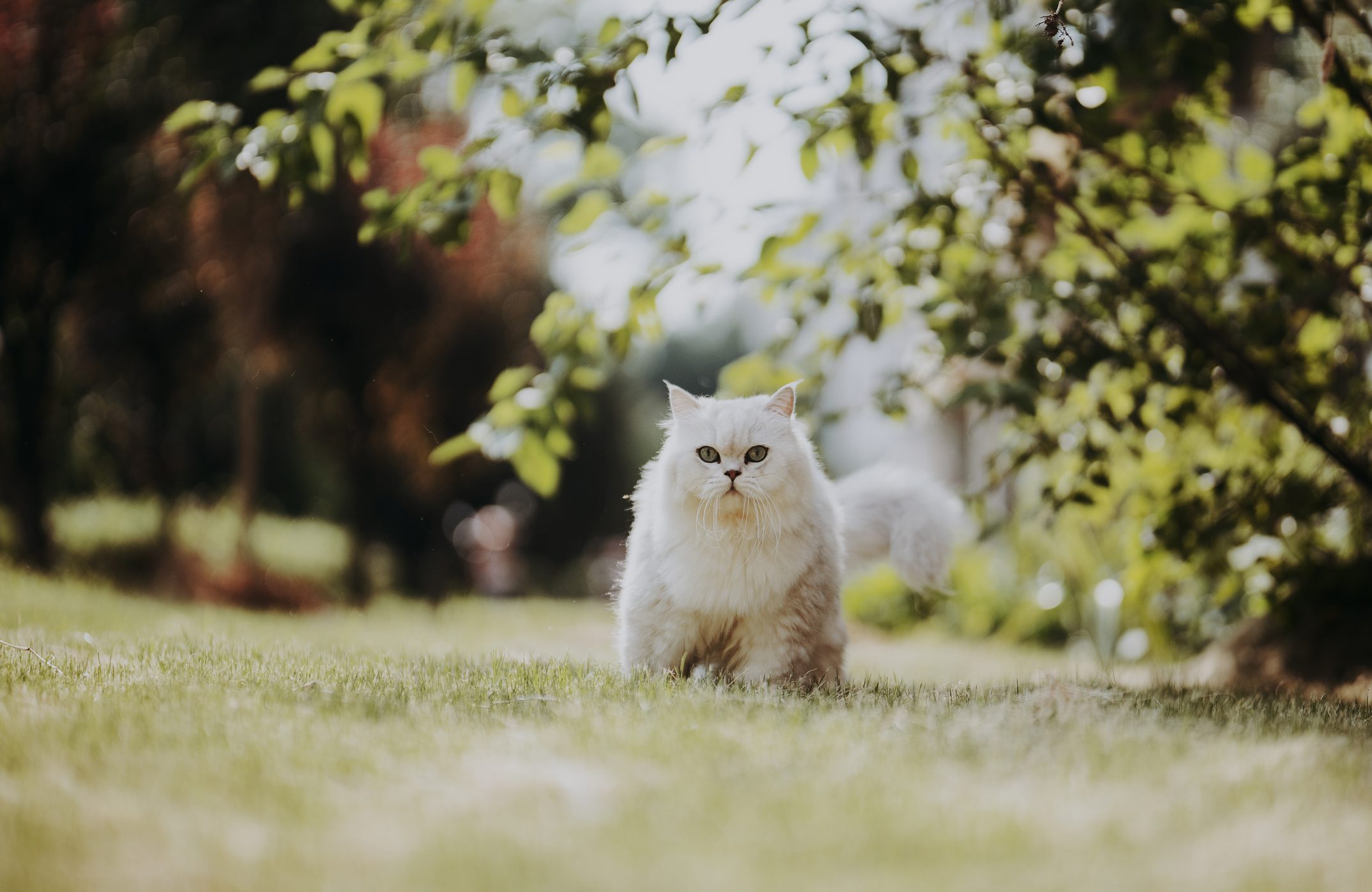 A persian cat walks on a field next to a tree