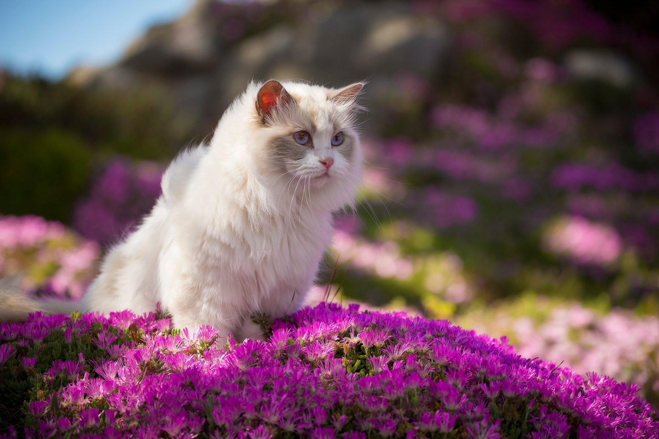 A white ragdoll cat sits in a bed of pink flowers.