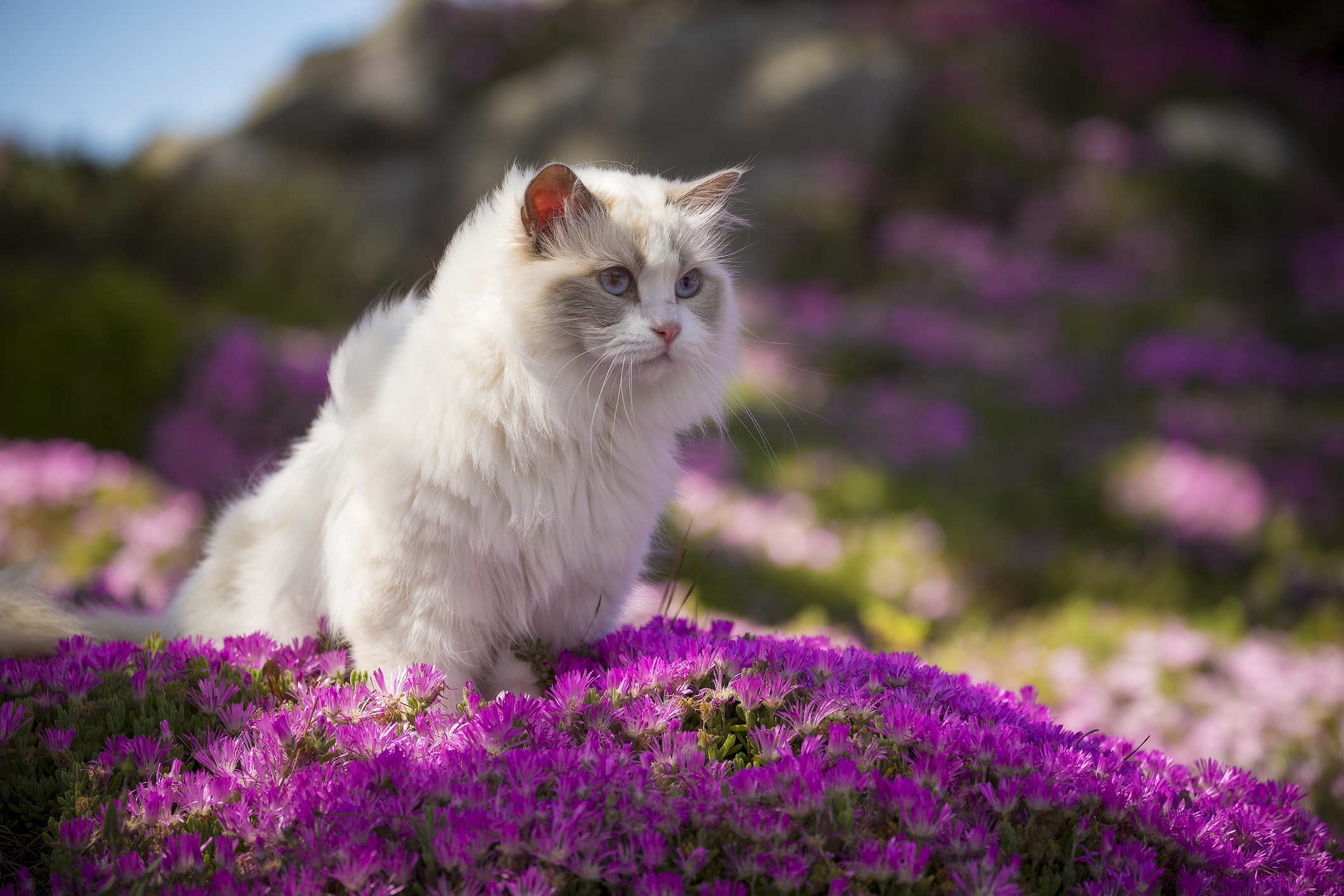 A white ragdoll cat sits in a bed of pink flowers.