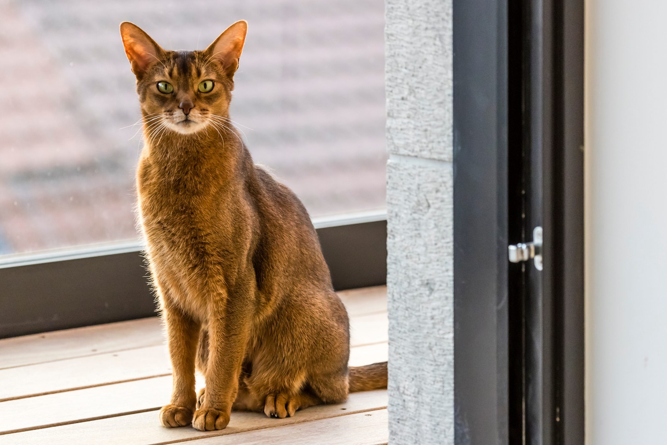 An adult male Abyssinian cat looking at the camera while seated on an external terrace