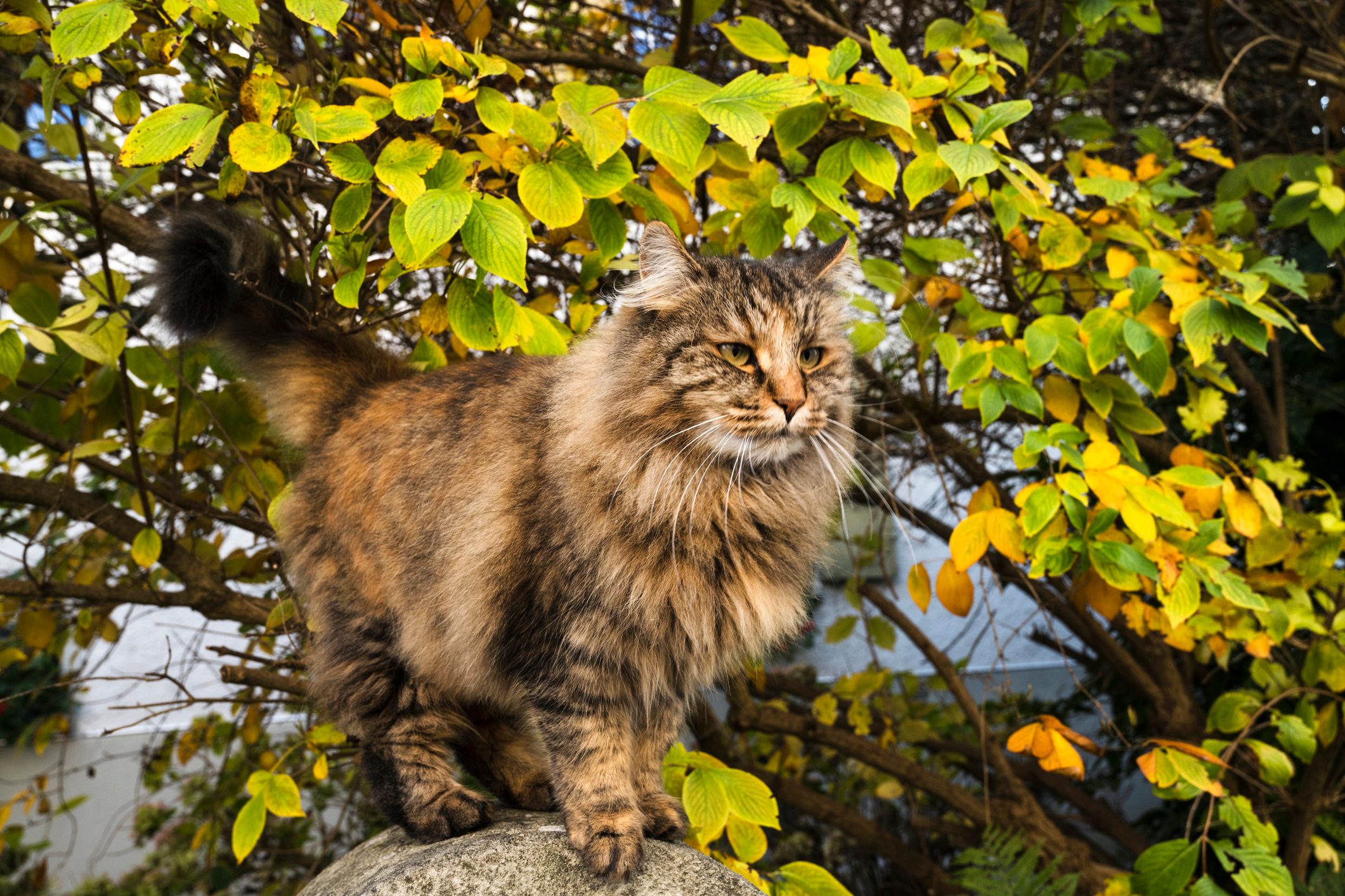 Close-up of a Norwegian Forest cat against the backdrop of a tree