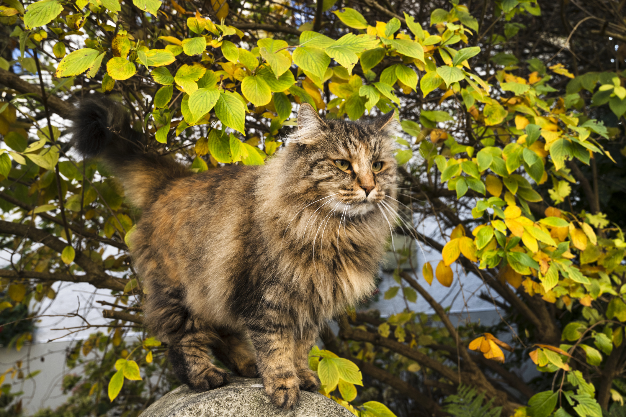 Close-up of a Norwegian Forest cat against the backdrop of a tree