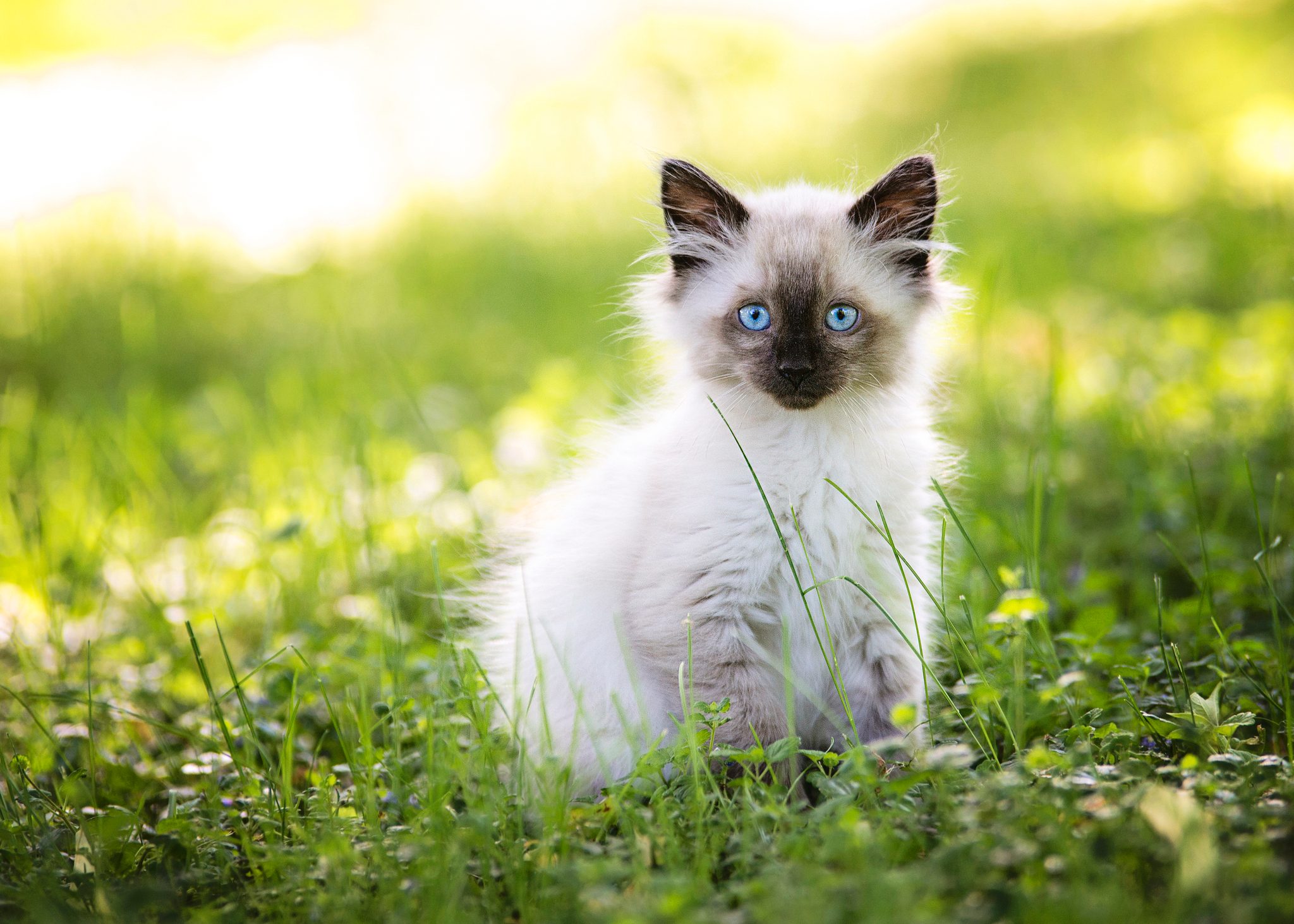 A kitten sits on grass with blue eyes