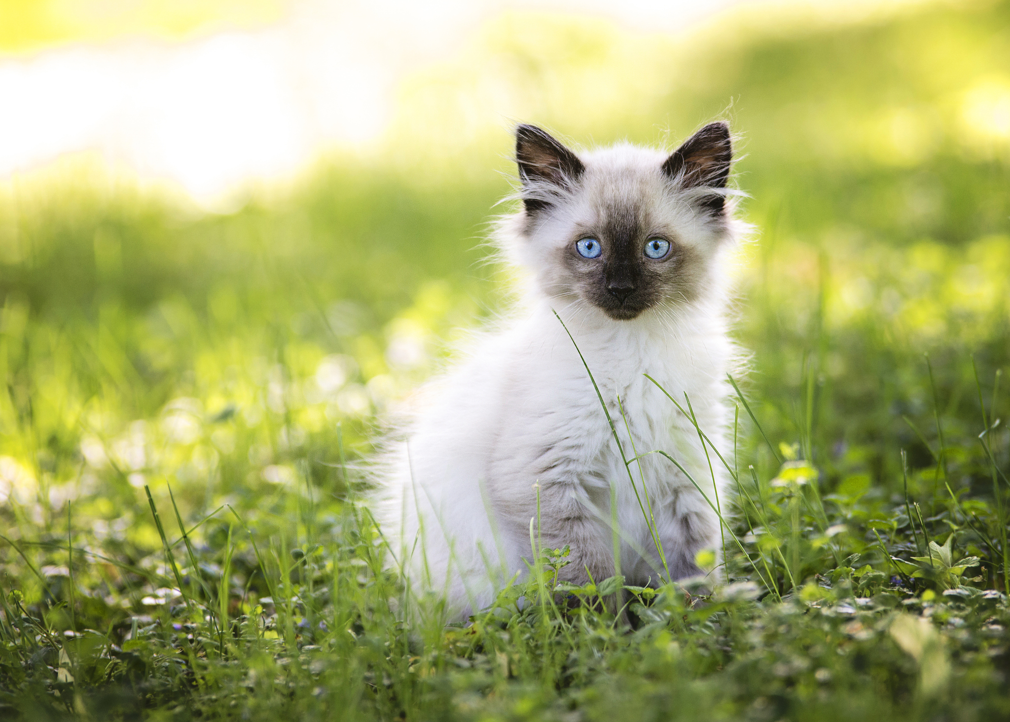 A kitten sits on grass with blue eyes