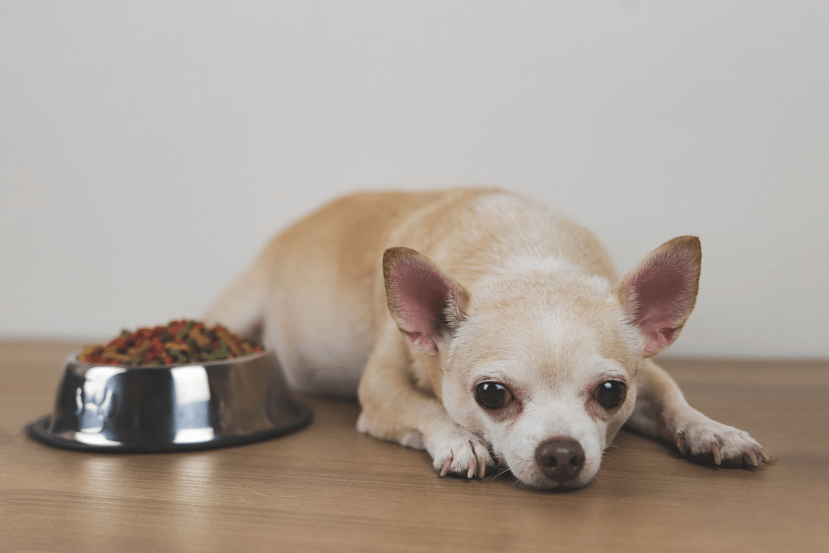 Front view image of brown Chihuahua dog lying down by the bowl of dog food and ignoring it. Sad or sick chihuahua dot get bored of food. pet's health and pet's behaviour.