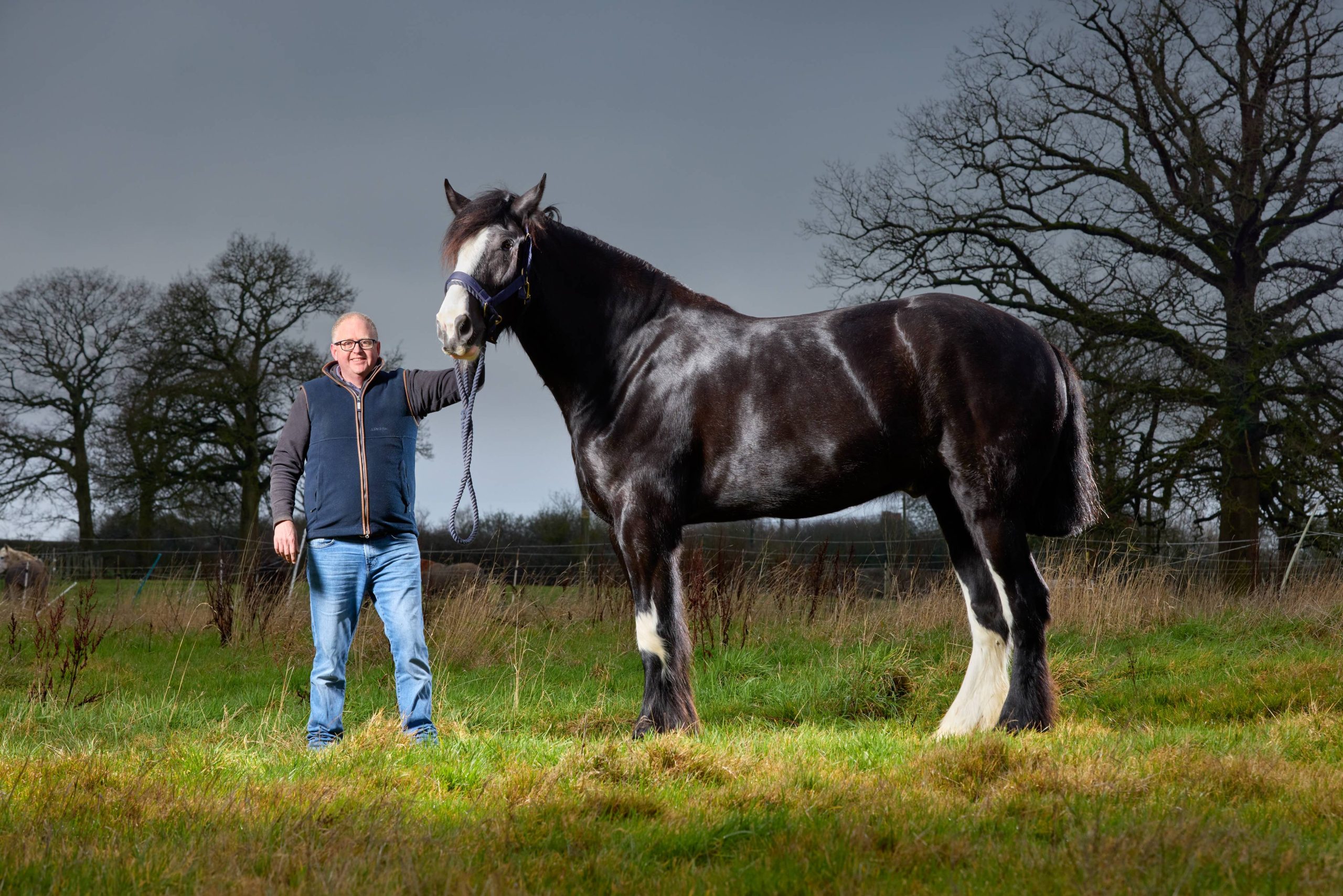 The worlds tallest horse with a person stood underneath