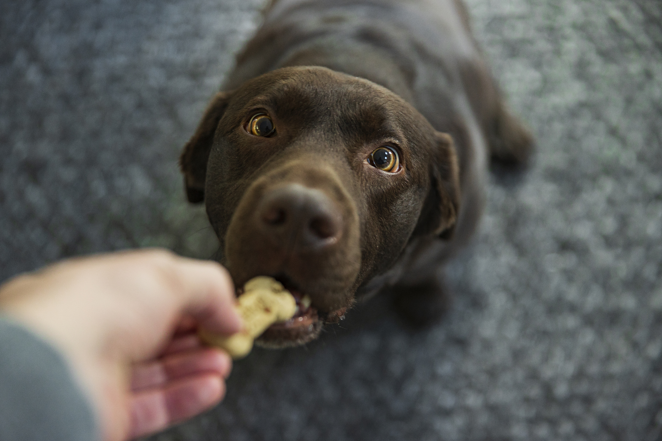 A large dog being fed a treat by its owner