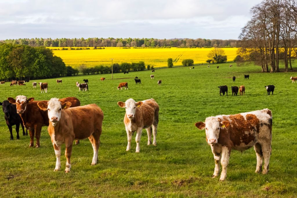 England, Cotswolds, Worcestershire, Cows in Field near Broadway
