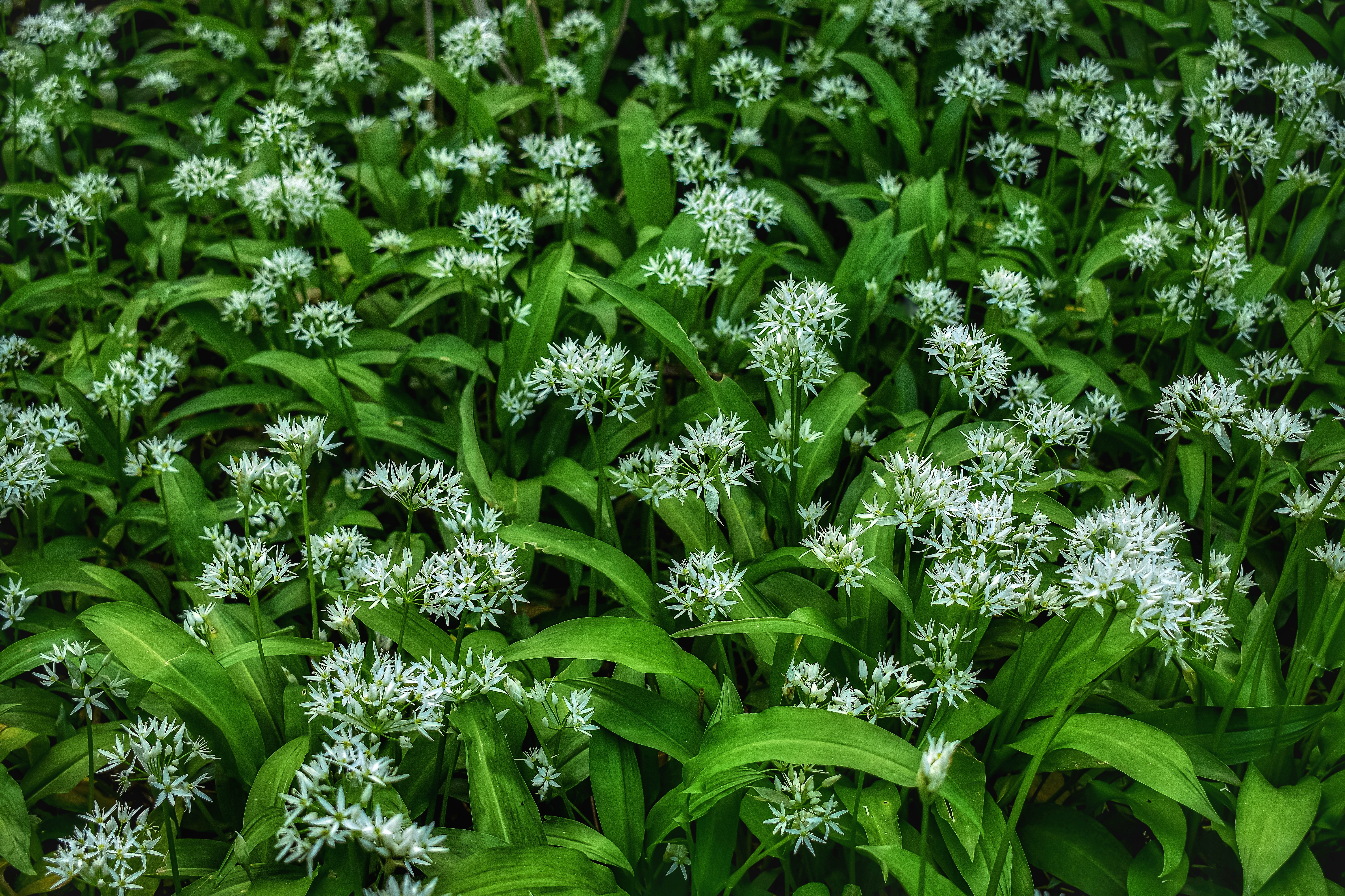 Flowering wild garlic, Getty Images