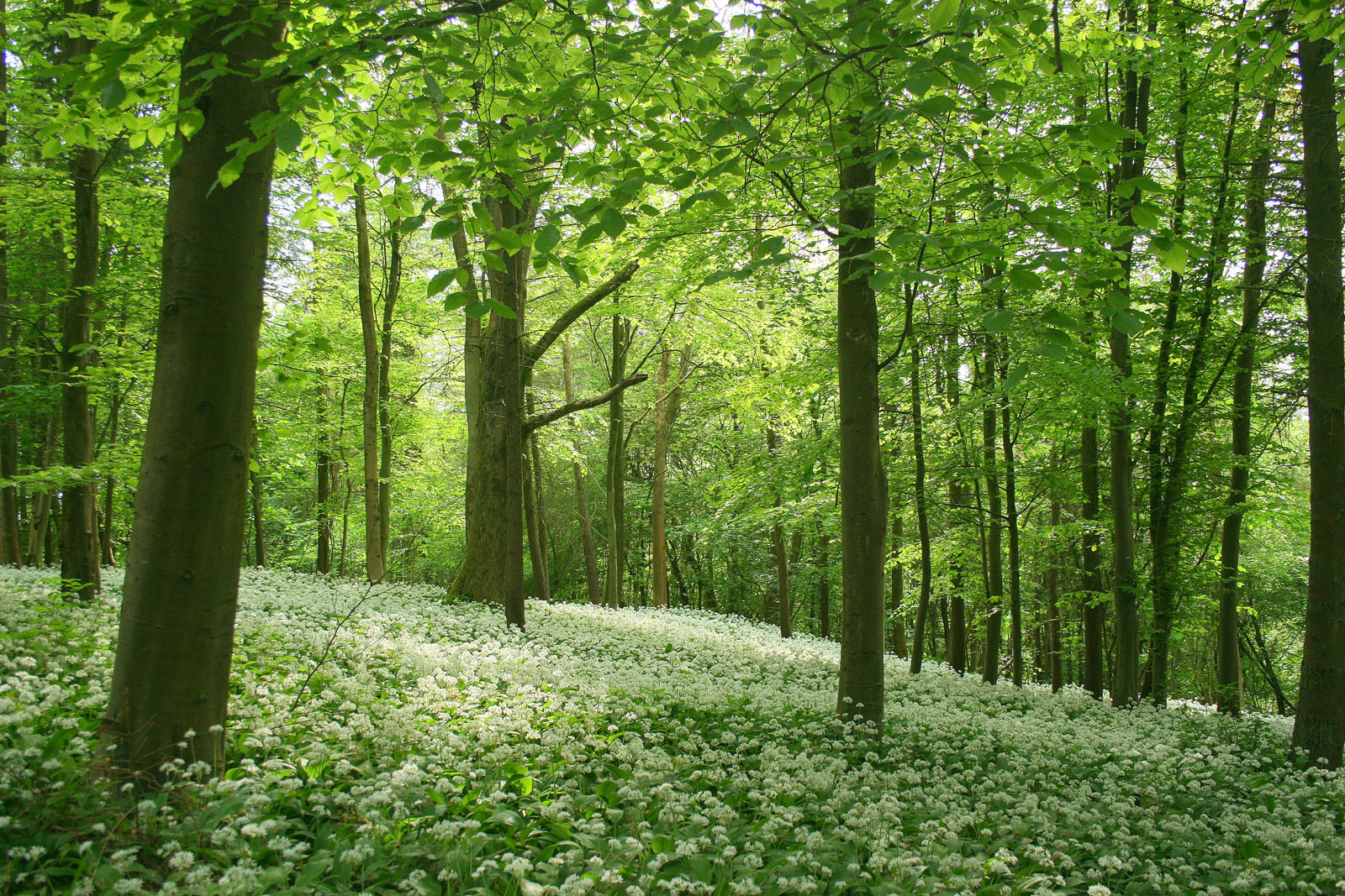 wild-garlic-woodlands-e371f80