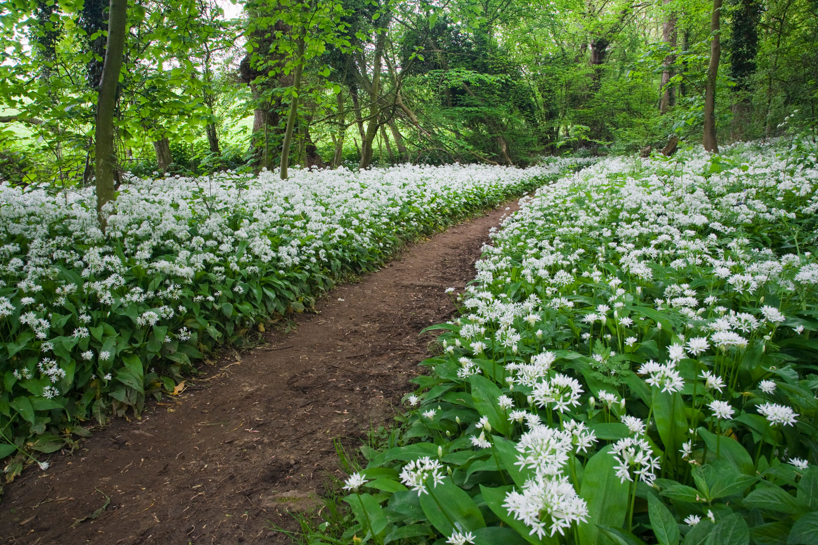 wild-garlic-woods-5f23d5d