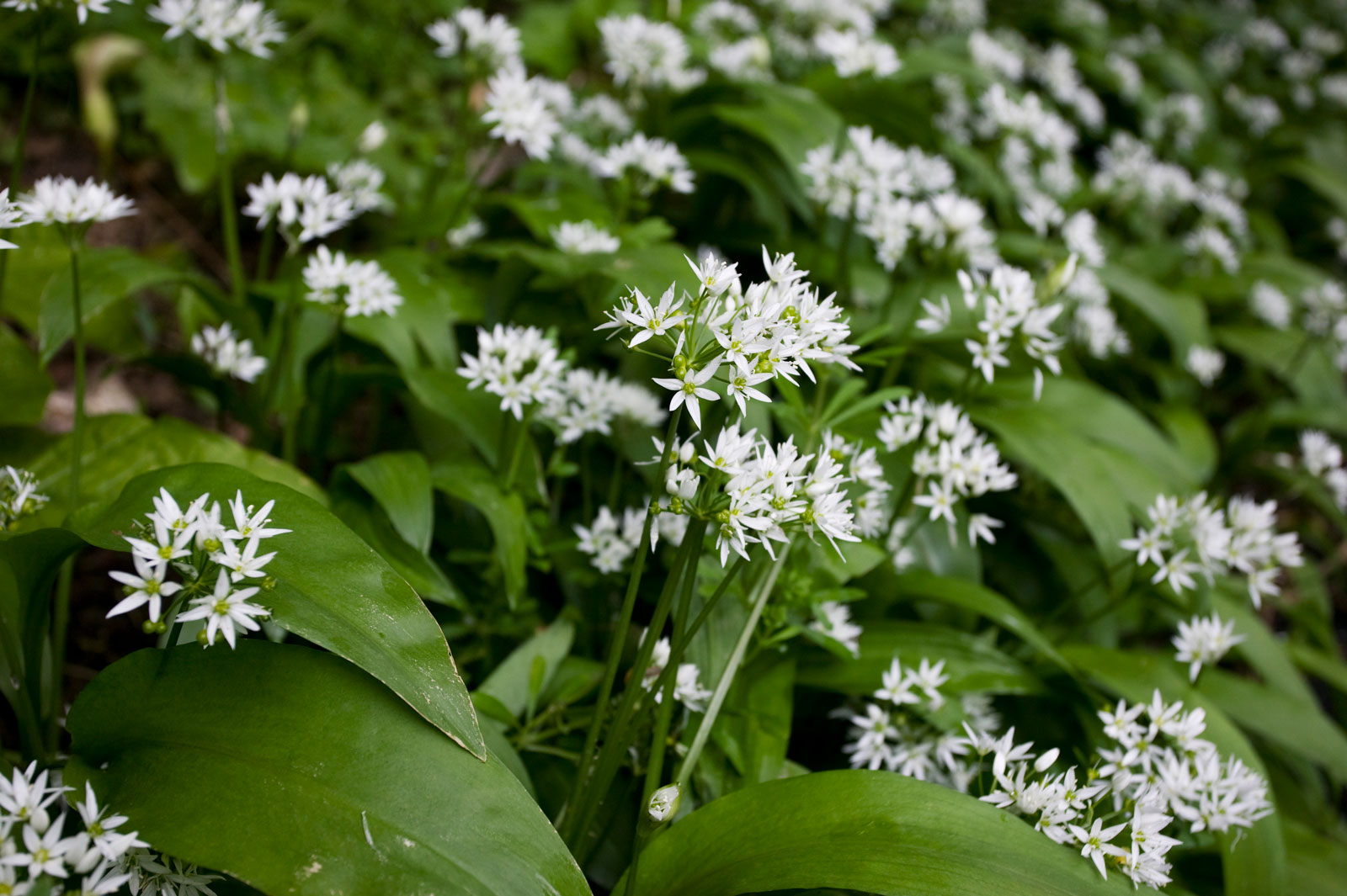 wild-garlic-flowers-3ed8075