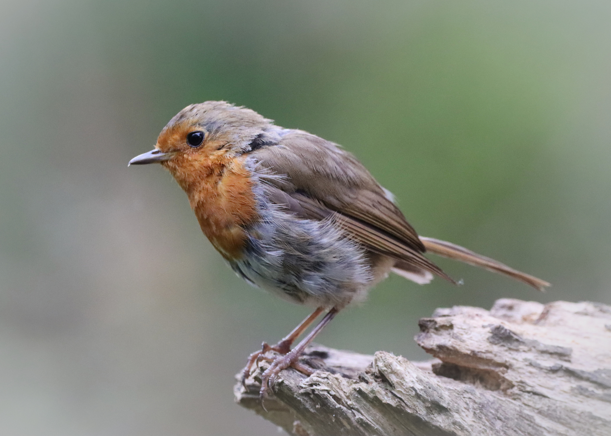 A robin sat on a branch looking away