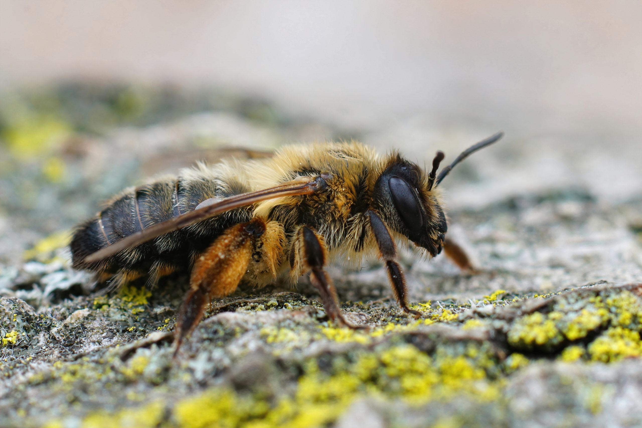 Closeup on a female of the rather large Buffish mining bee, Andrena nigroaenea in the Gard, France