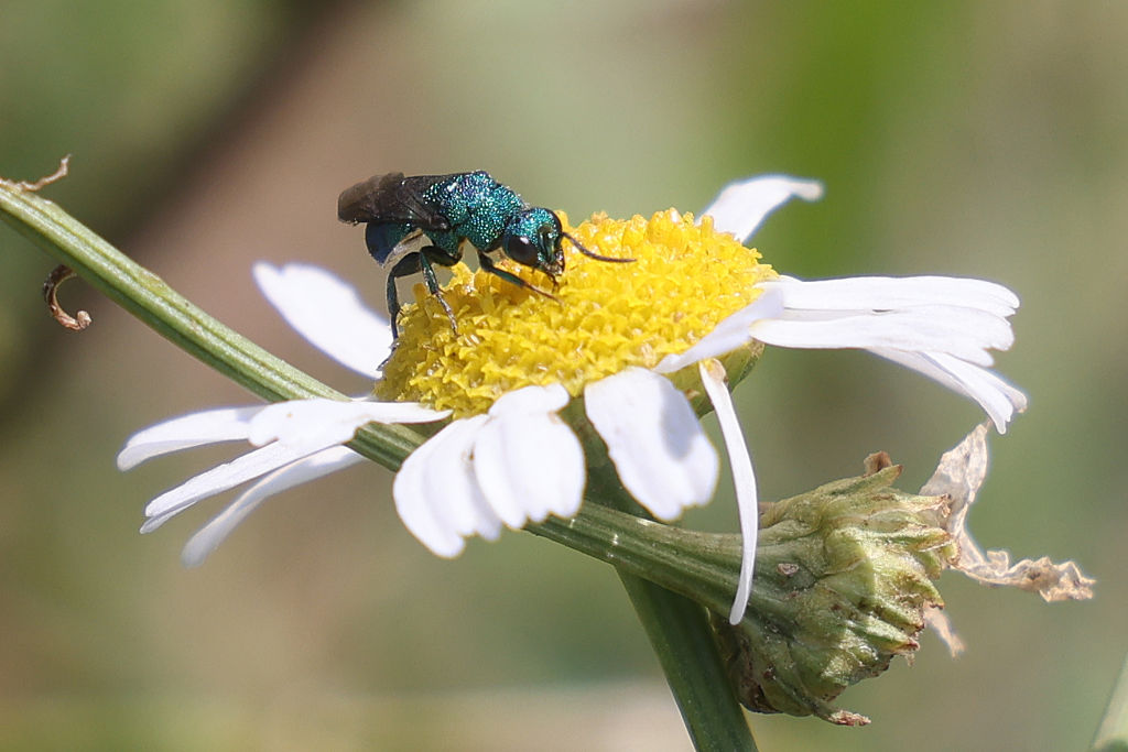 A cuckoo wasp (Chrysididae) on a daisy flower in Toronto, Ontario