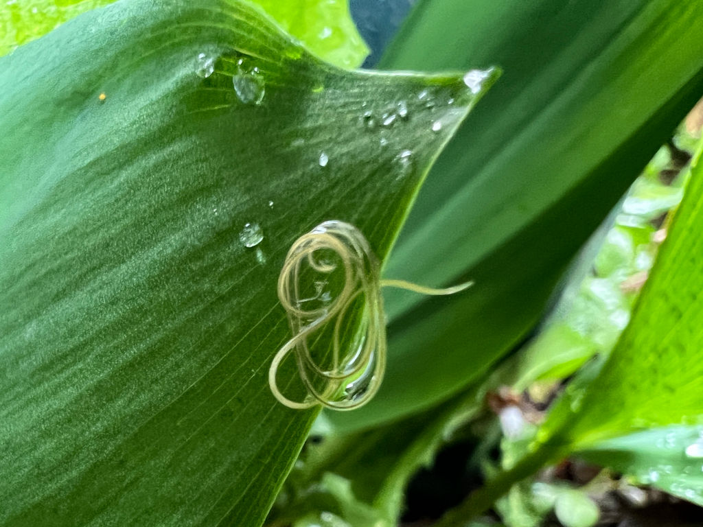 Horsehair worm (Nematomorpha) on a leaf in Toronto, Ontario