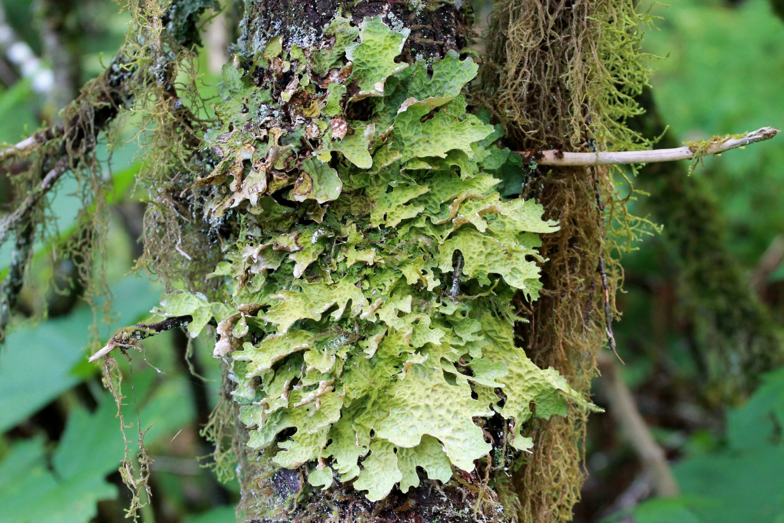 A lungworth lichen (Lobaria pulmonaria) in the forest in Southeast Alaska