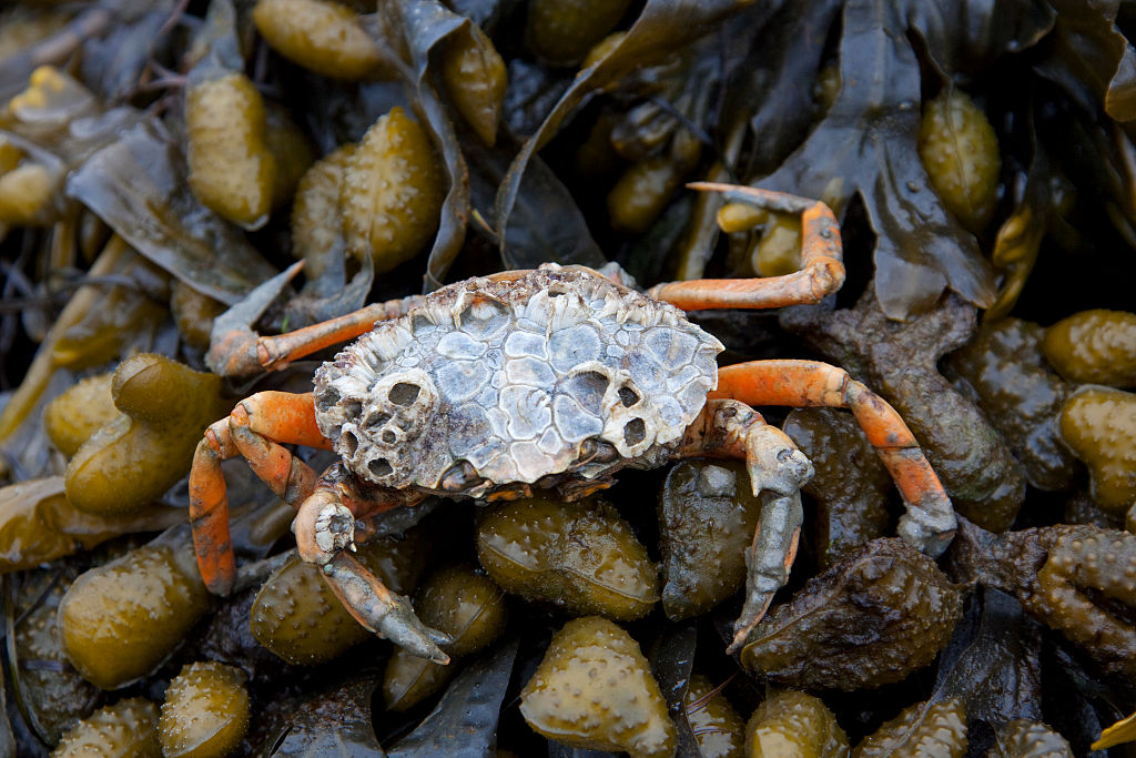 European shore crab / green crab (Carcinus maenas), at low tide on seaweed