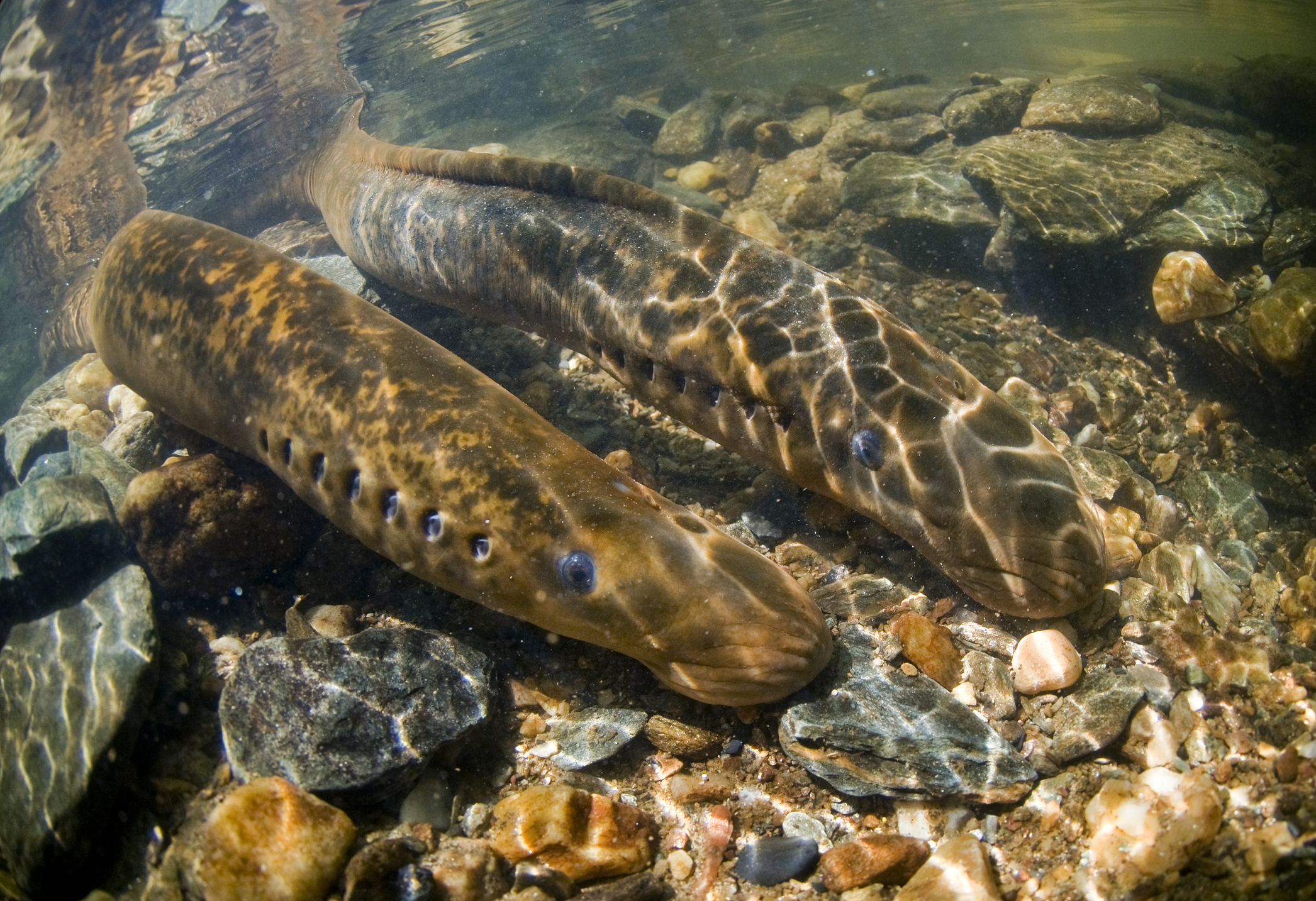 Sea lamprey spawning in the Susquehanna River, US