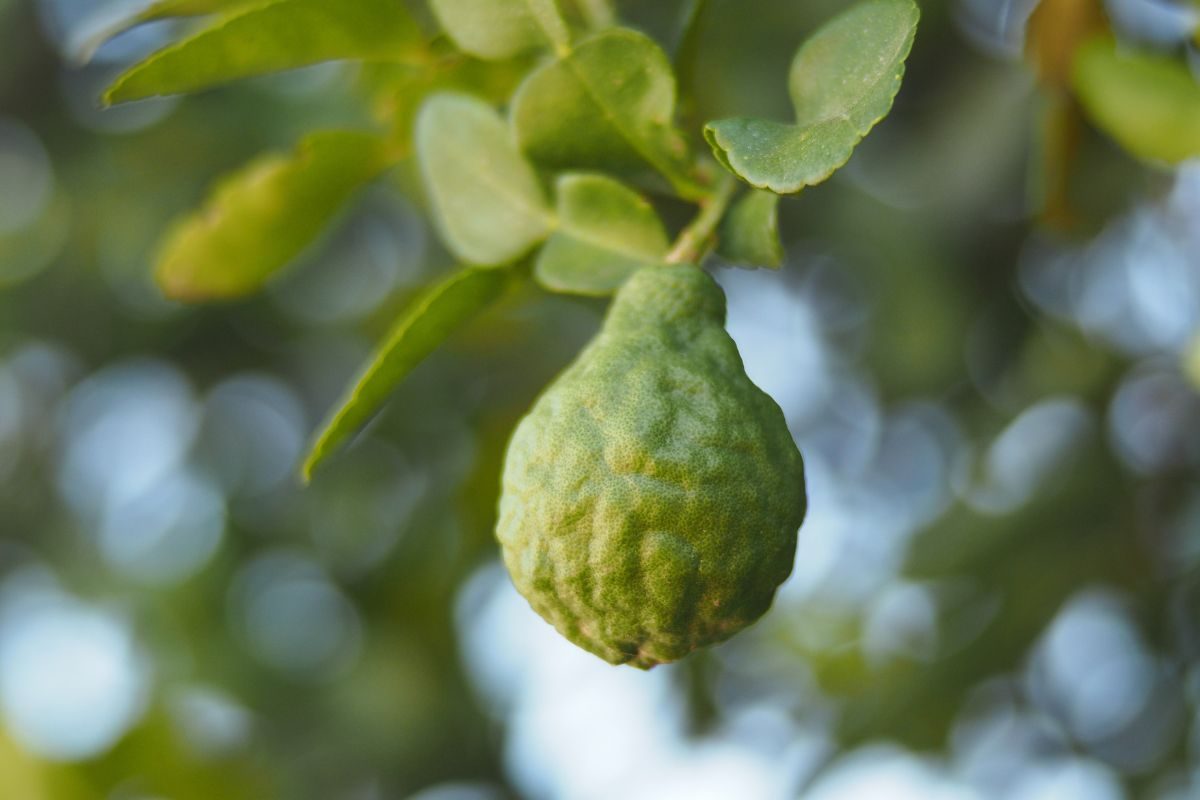 A green bergamot