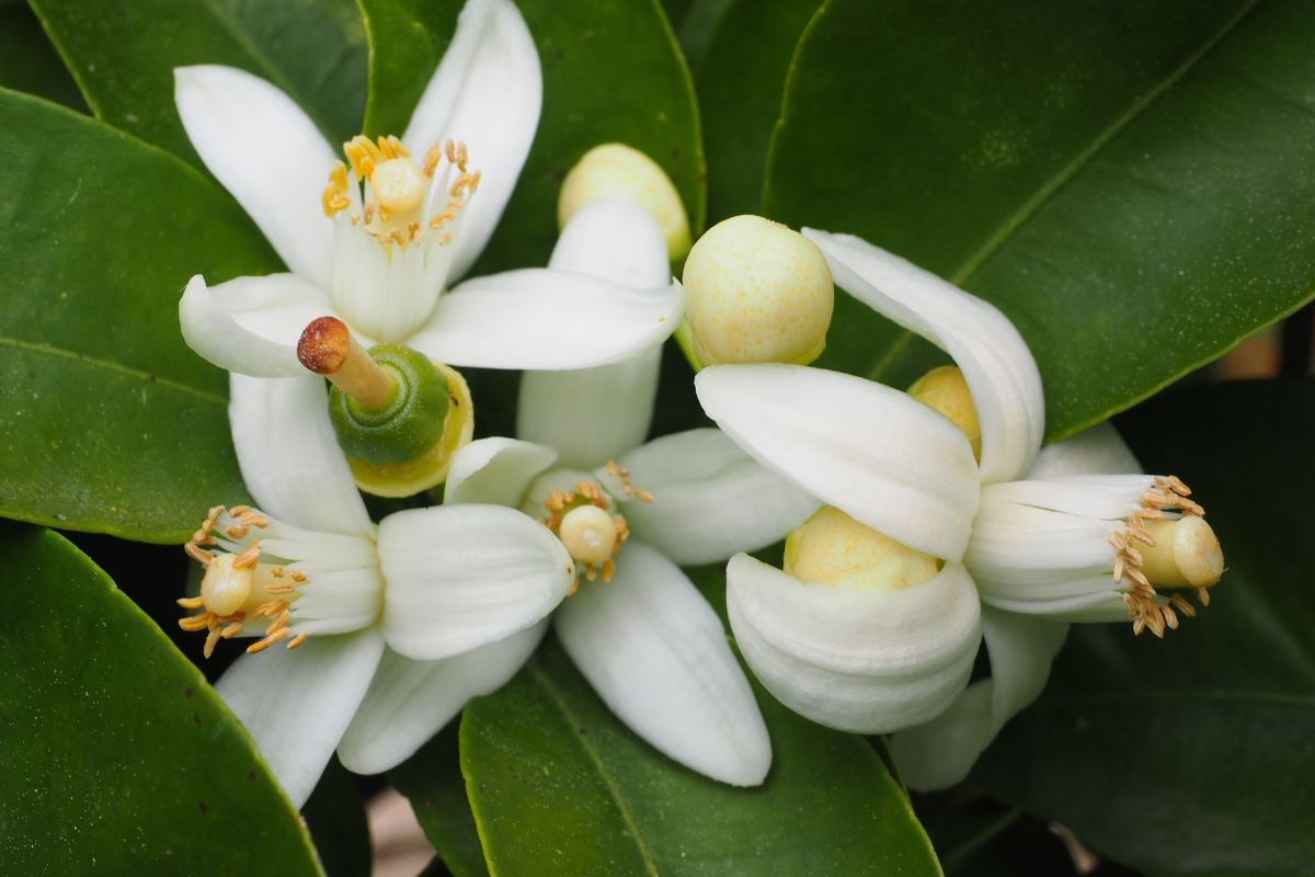 Orange blossom