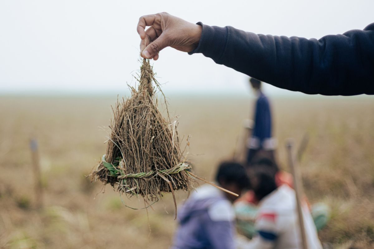 A man holds up a vetiver root.