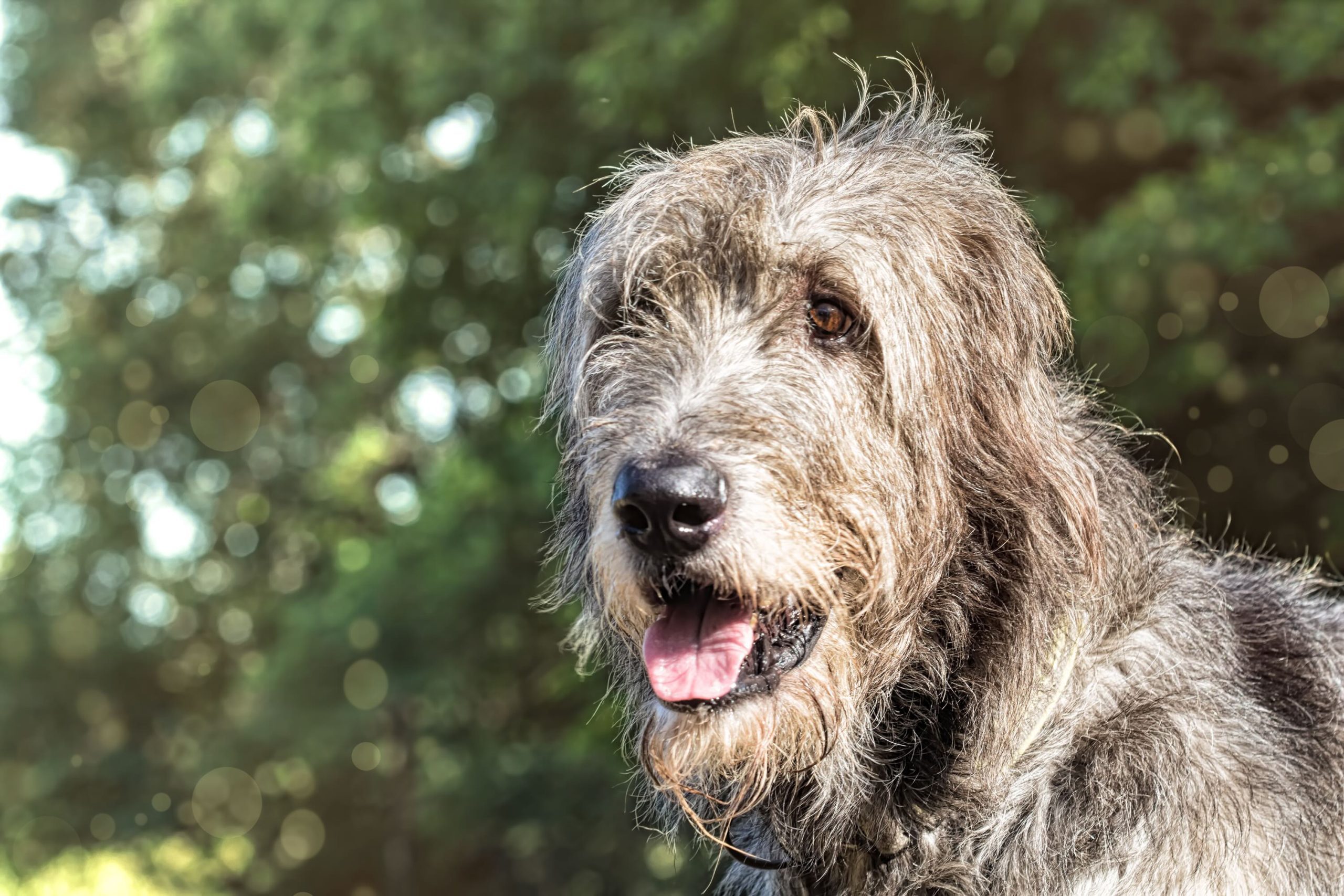 Portrait of an Irish wolfhound