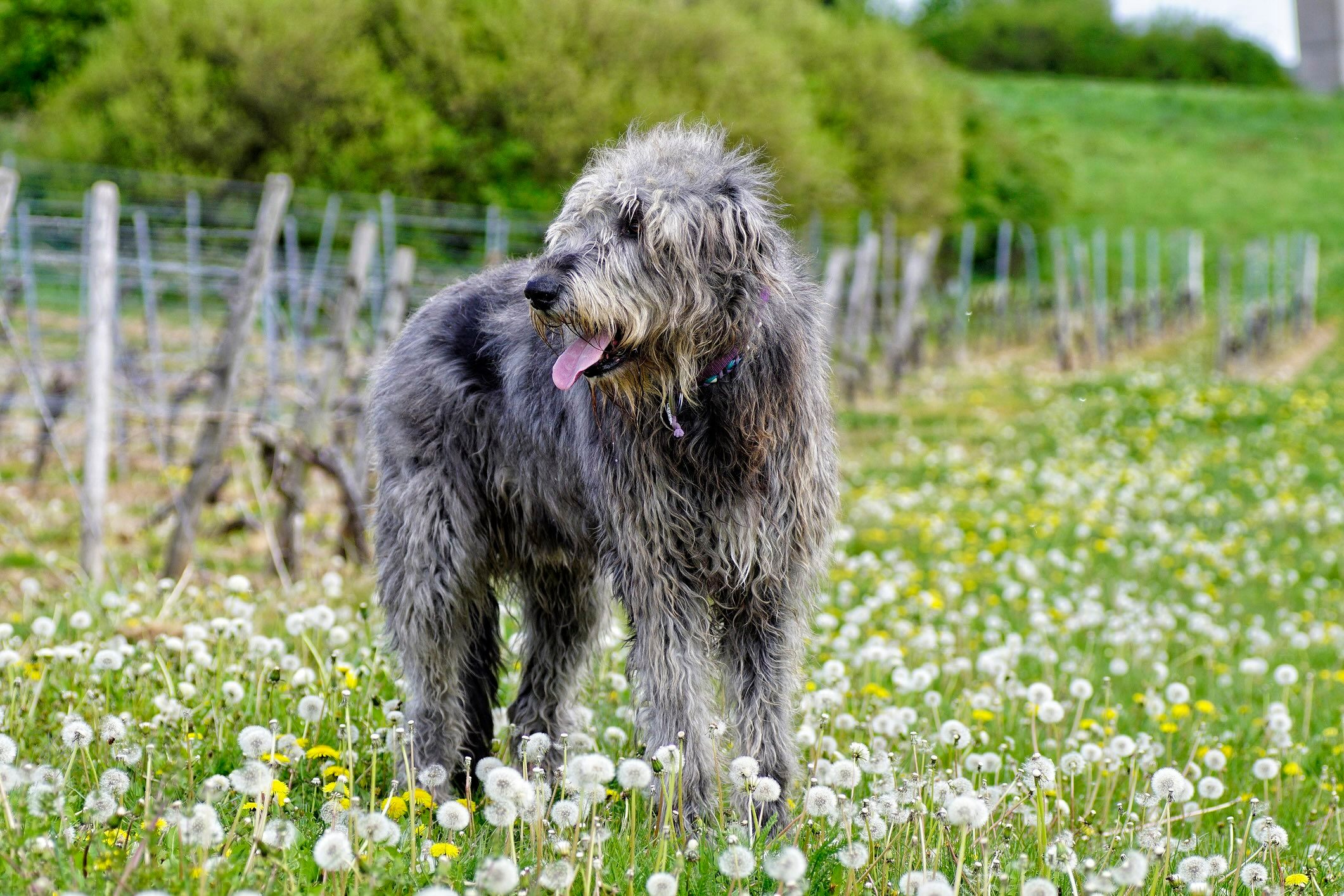 Irish wolfhound