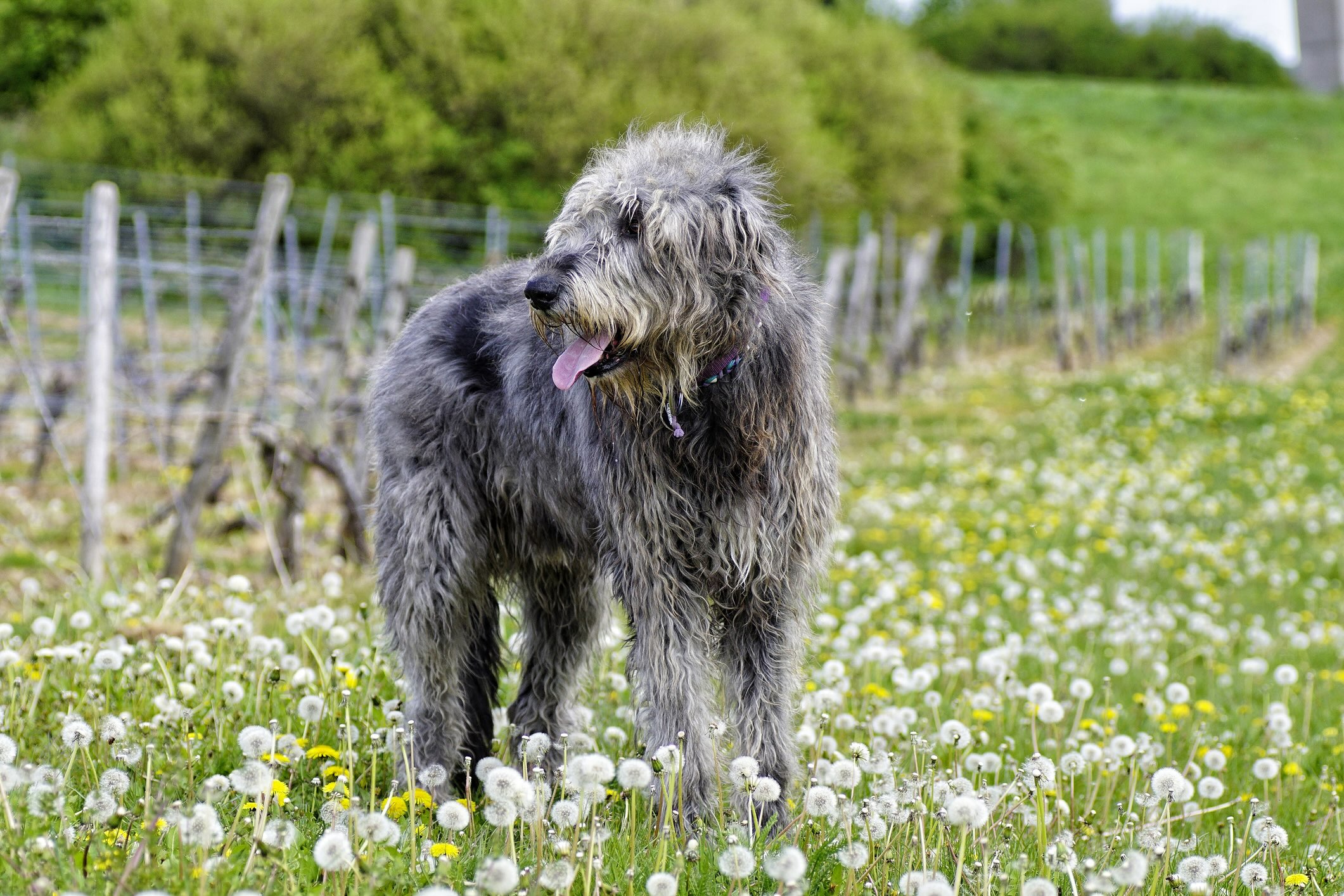 Irish wolfhound