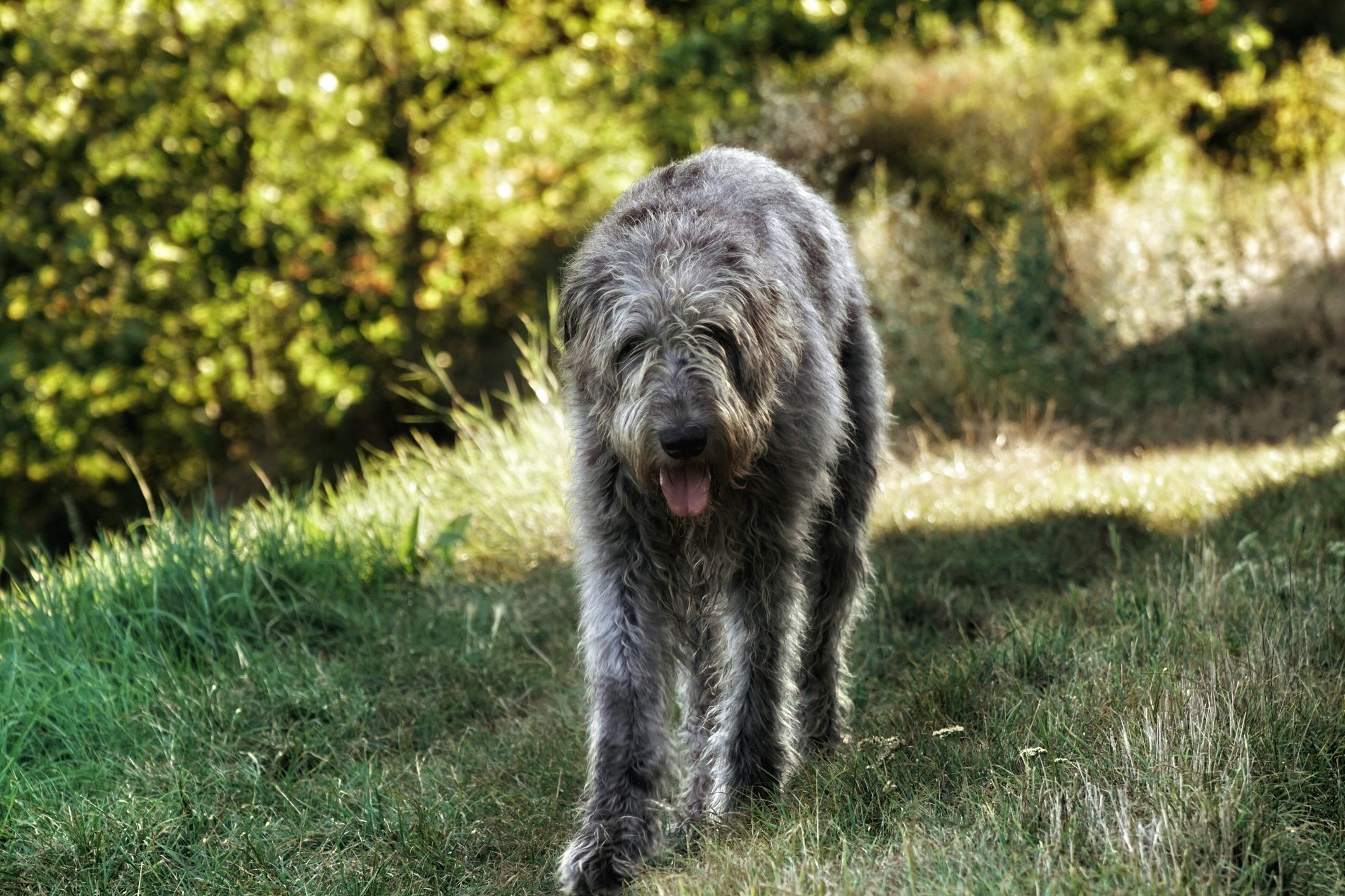 Irish wolfhound