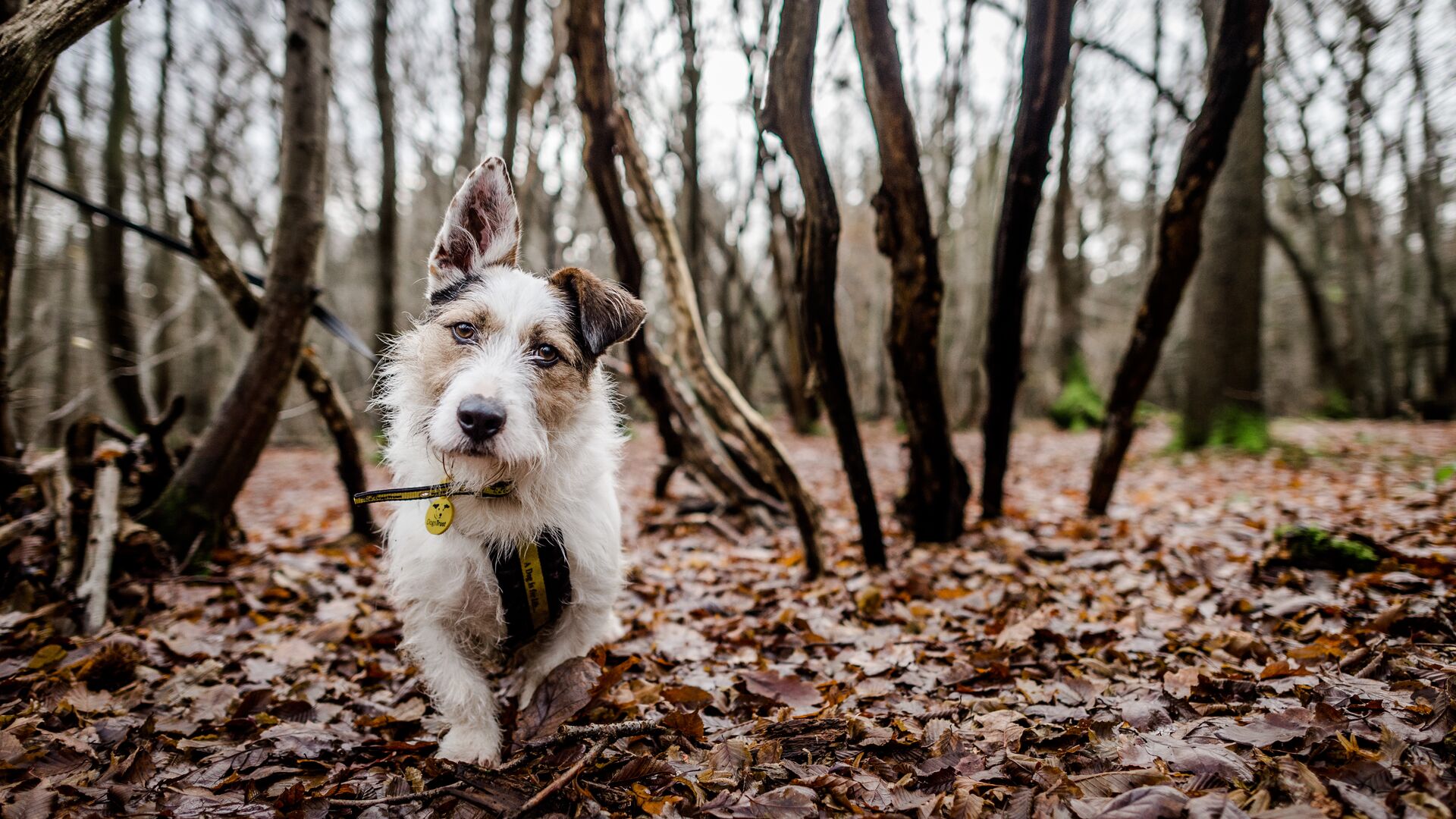 A small dog going for a run through the woods