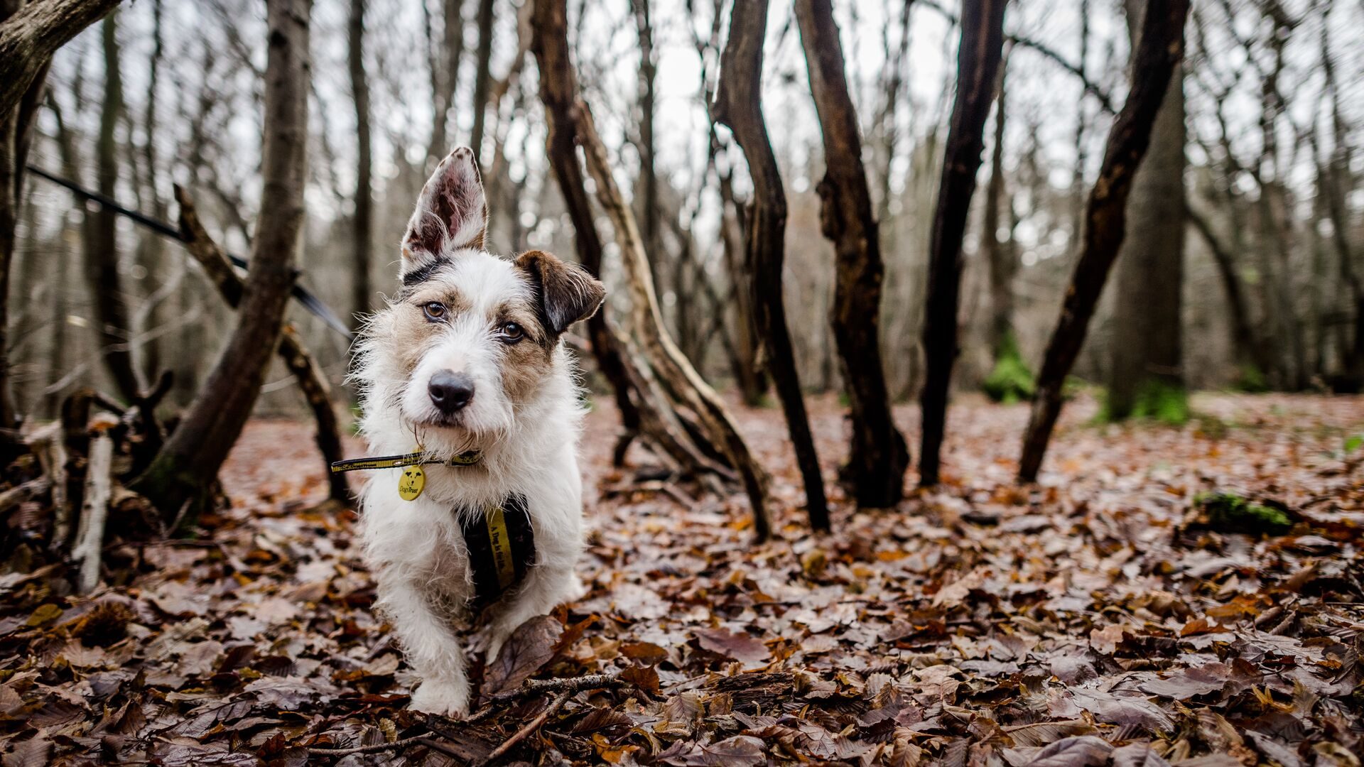 A small dog going for a run through the woods