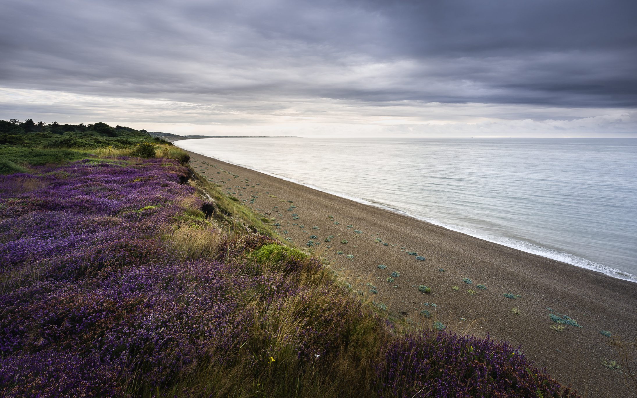 Bell heather on Dunwich coastline-