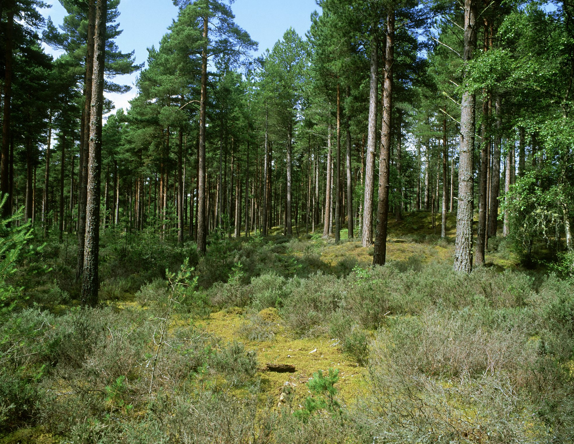 culbin forest, scots pine forest on dunes, nairnshire