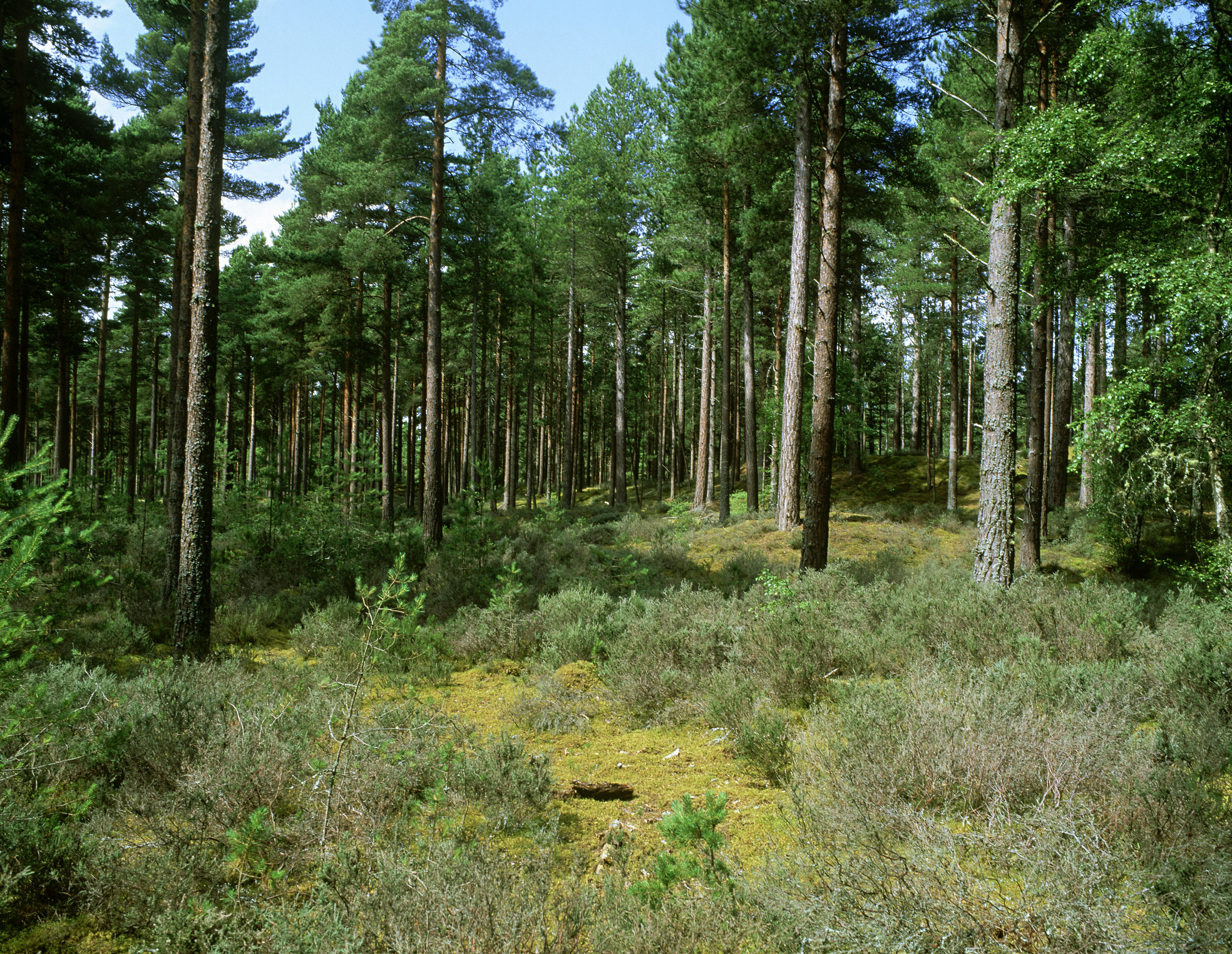 culbin forest, scots pine forest on dunes, nairnshire