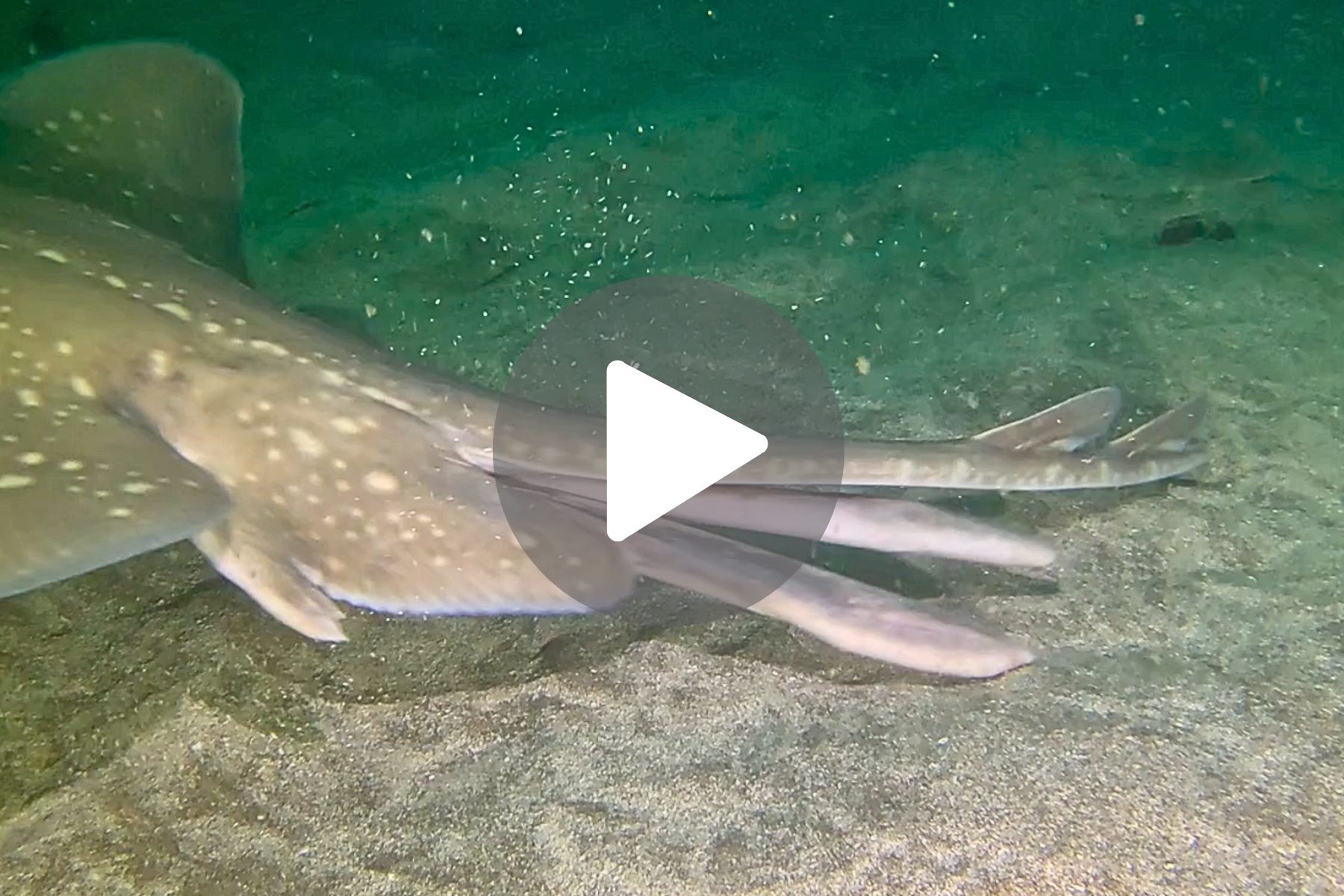 Flapper skate