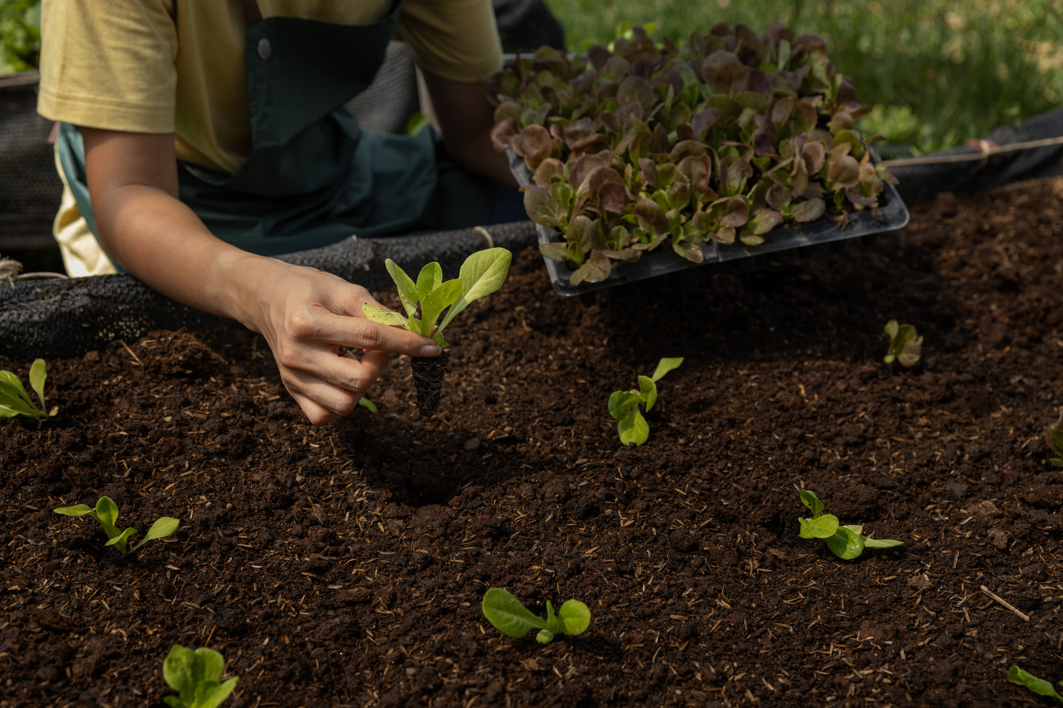 A person planting plants in a field
