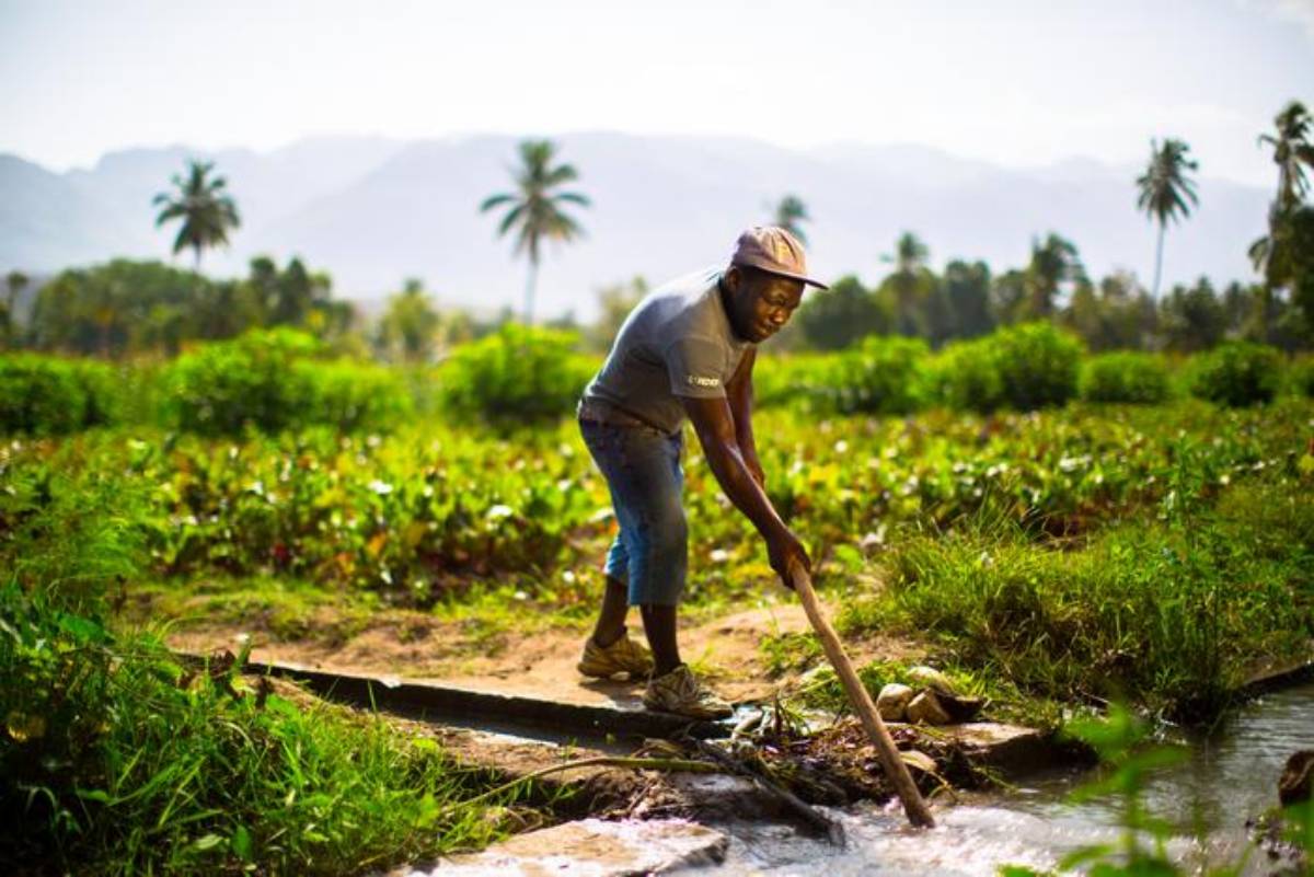 A man ploughing a field in the Sun